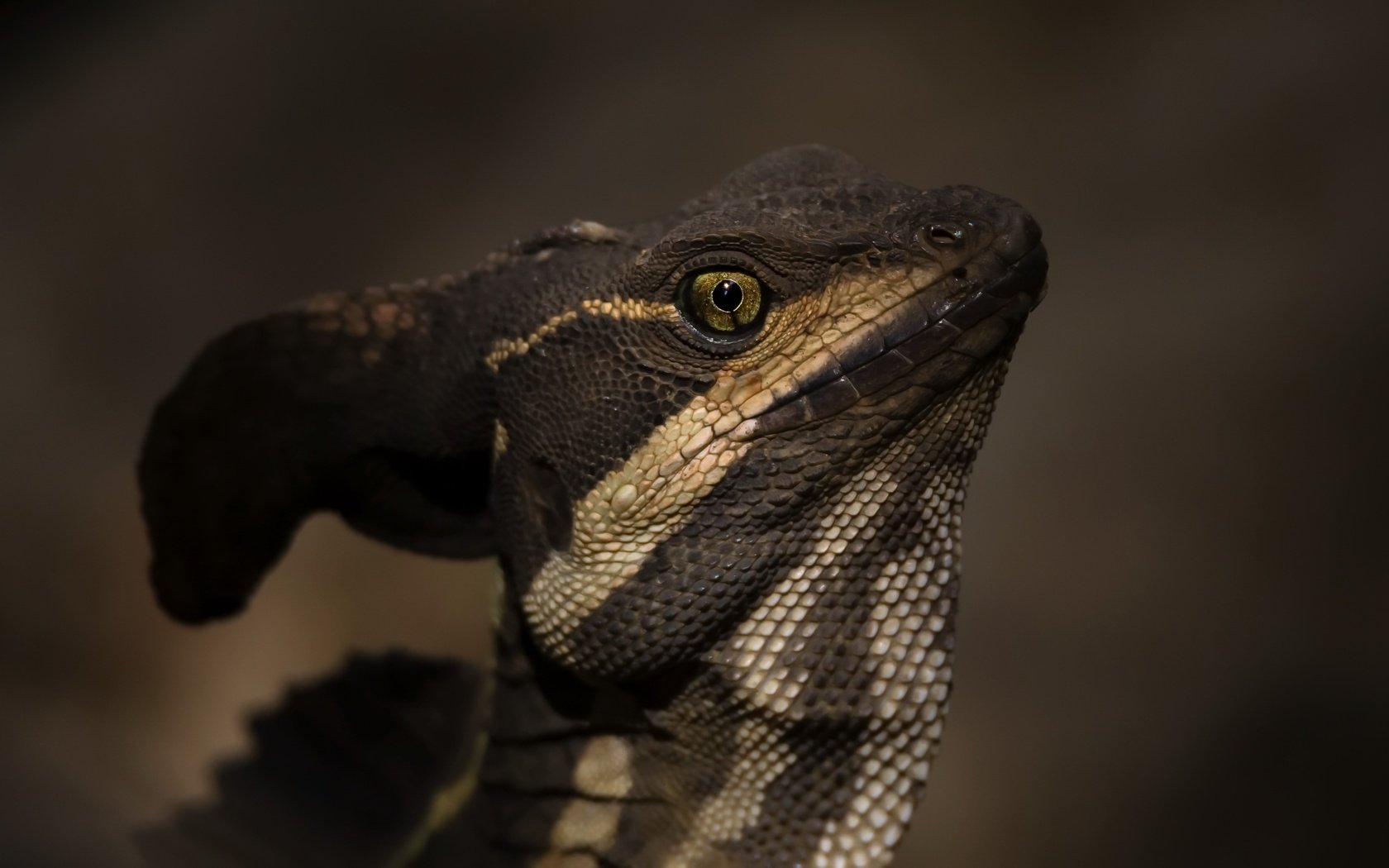 Обои природа, ящерица, василиск, basiliscus basiliscus, jezus christ lizard, nature, lizard, basilisk разрешение 2400x1426 Загрузить