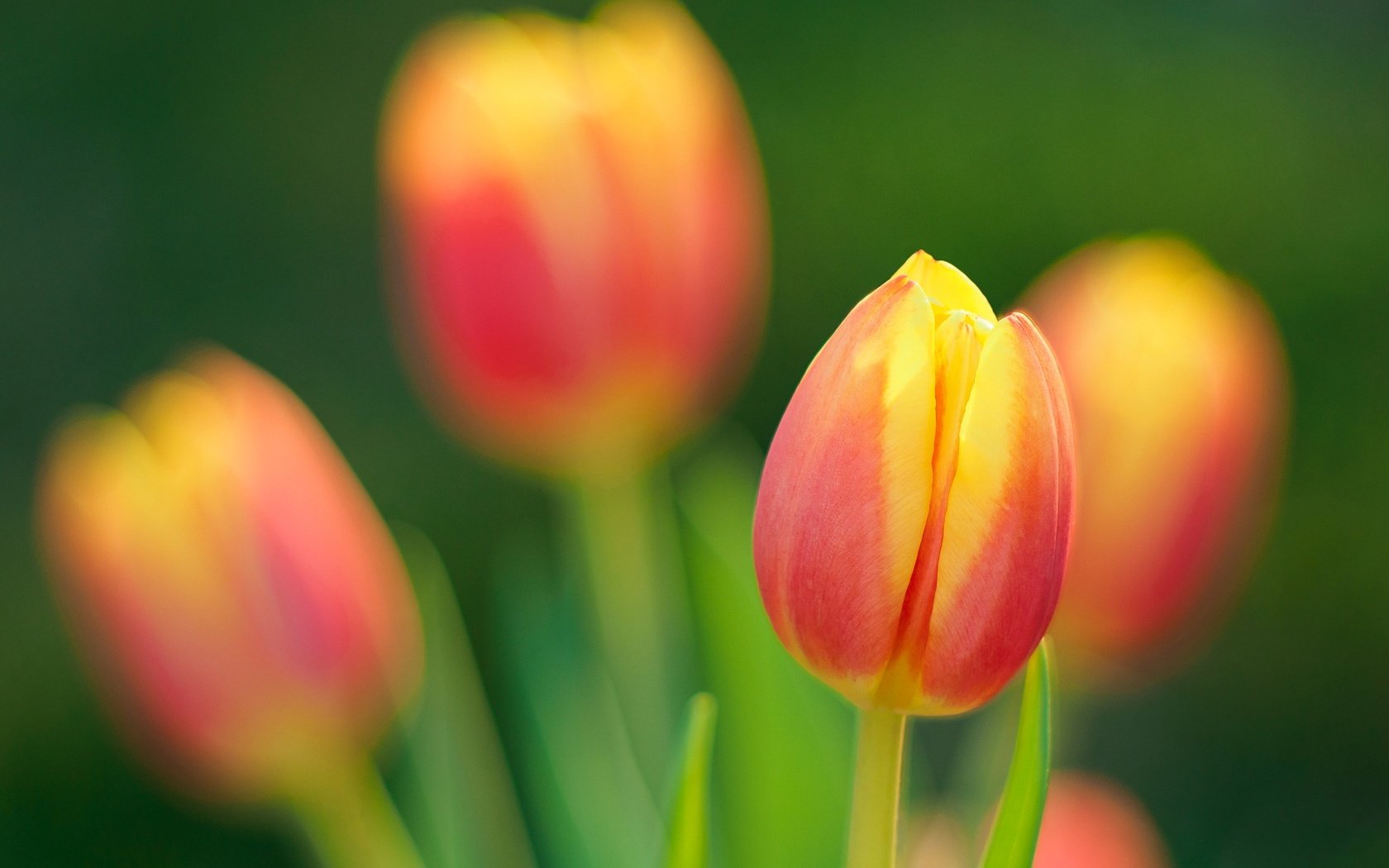 Обои цветы, природа, лепестки, весна, тюльпан, flowers, nature, petals, spring, tulip разрешение 2048x1359 Загрузить