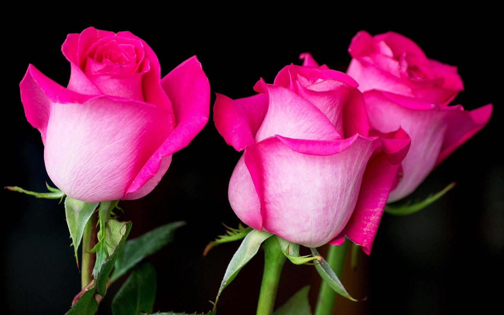 Обои цветы, бутоны, розы, лепестки, бутон, черный фон, розовый, flowers, buds, roses, petals, bud, black background, pink разрешение 1920x1278 Загрузить