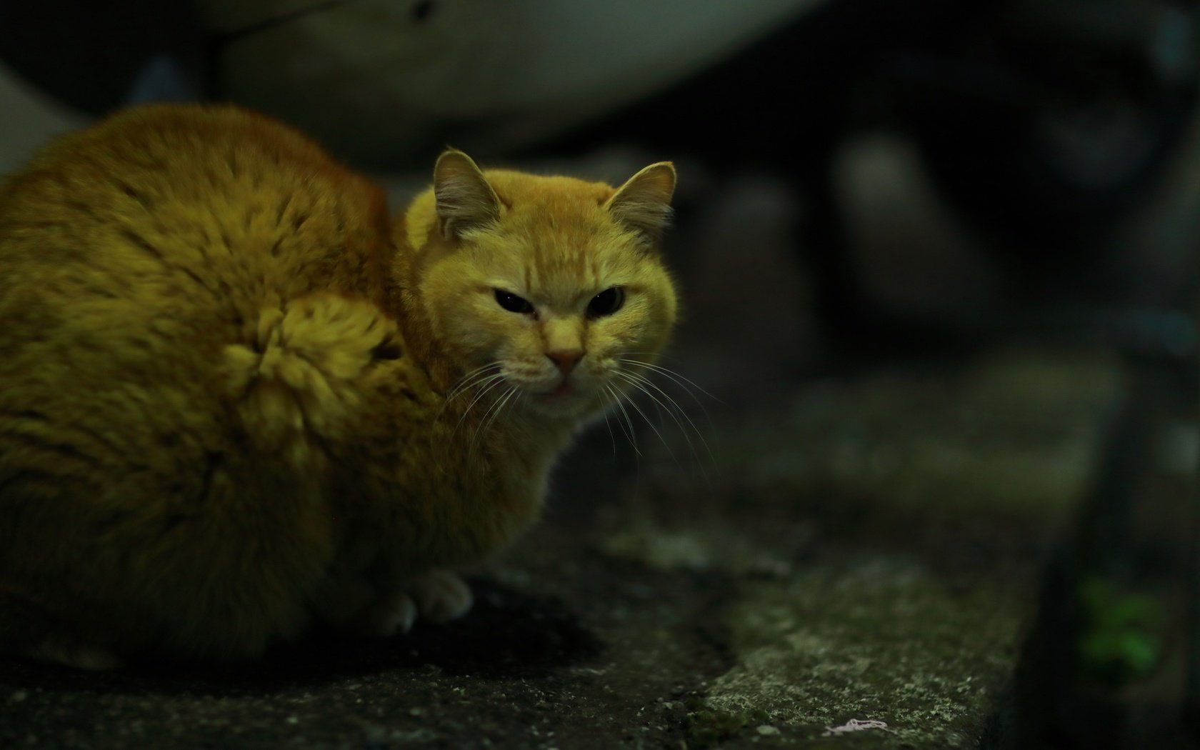 Обои глаза, кот, усы, кошка, взгляд, рыжий кот, взгляд. ночь, eyes, cat, mustache, look, red cat, look. night разрешение 3840x2560 Загрузить