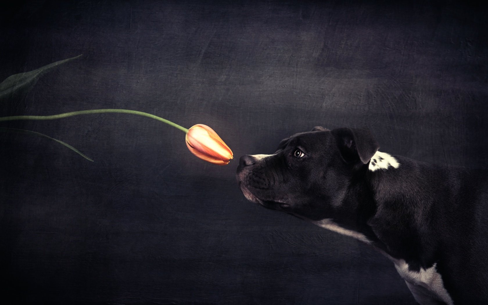 Обои цветок, собака, профиль, черный фон, тюльпан, flower, dog, profile, black background, tulip разрешение 2500x1669 Загрузить