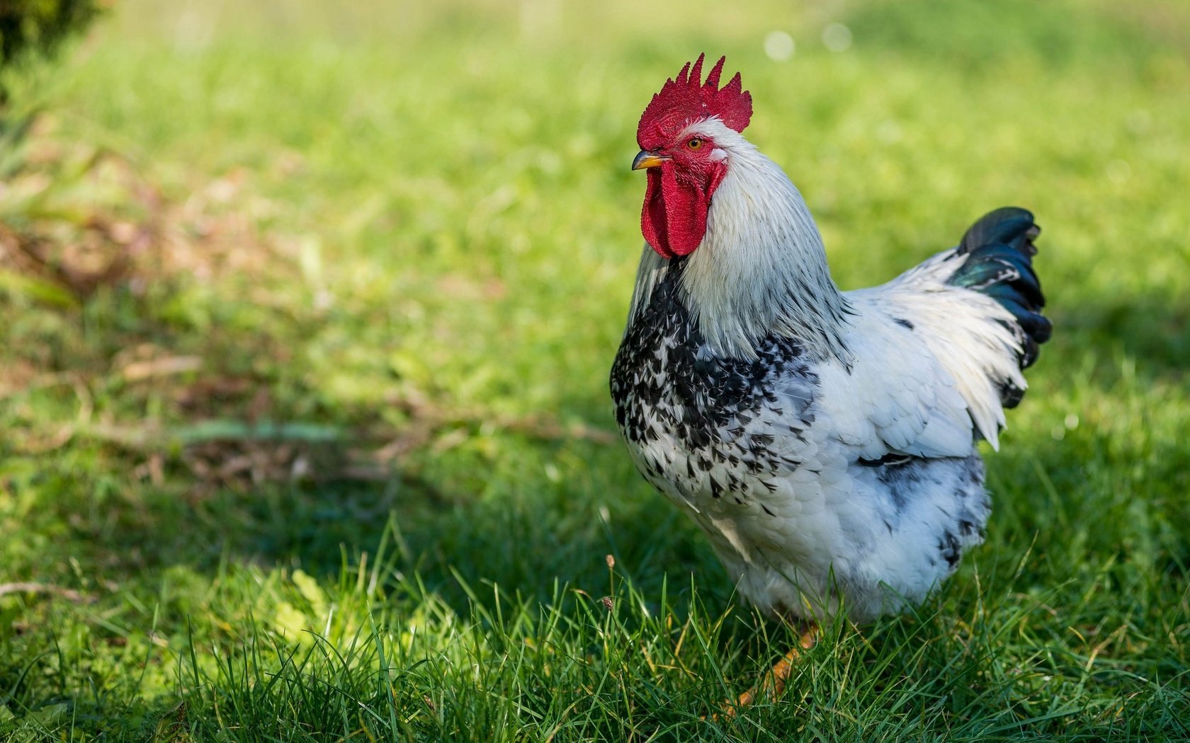 Обои трава, клюв, весна, перья, петух, grass, beak, spring, feathers, cock разрешение 2048x1280 Загрузить