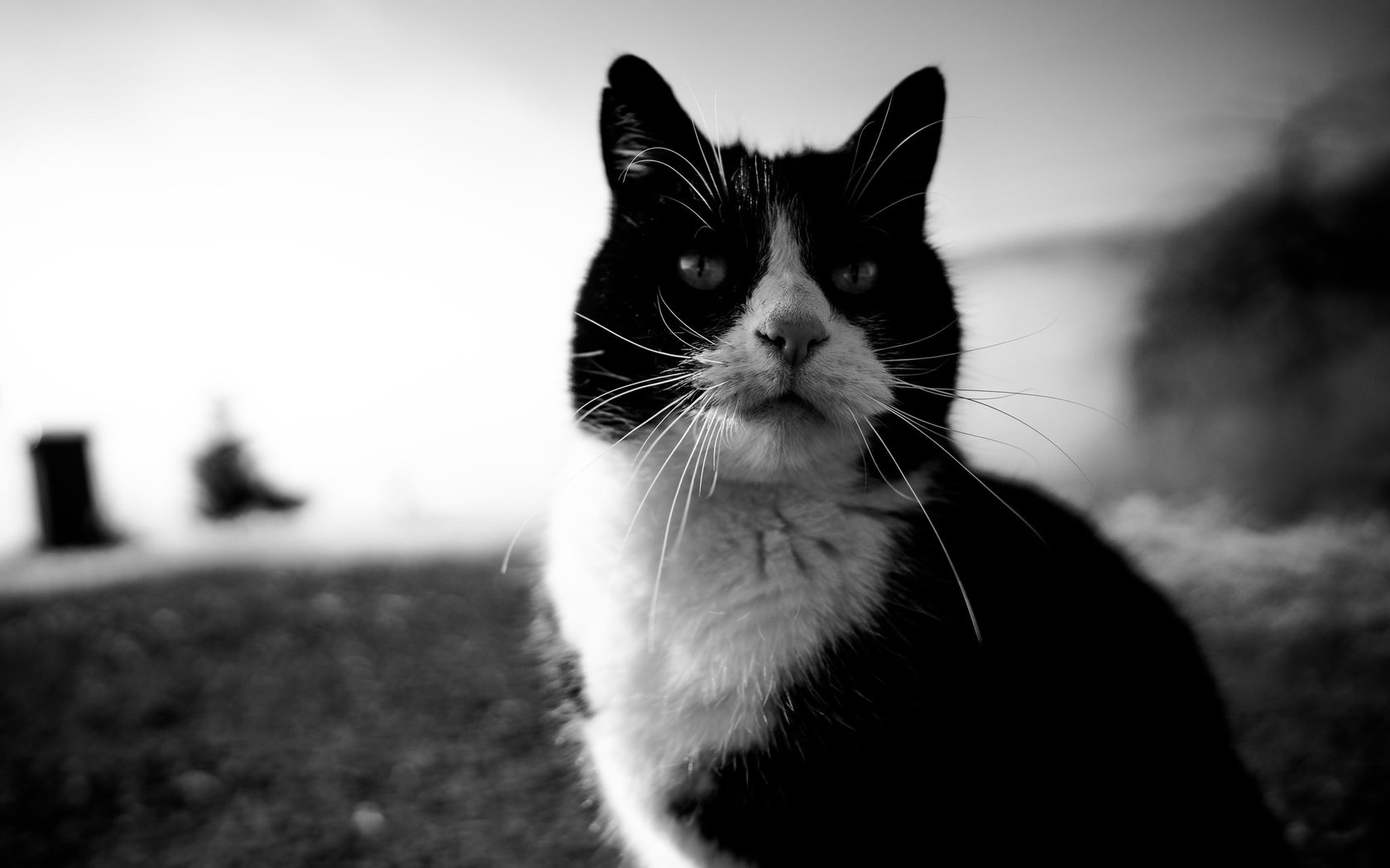 Обои глаза, кот, усы, кошка, взгляд, чёрно-белое, eyes, cat, mustache, look, black and white разрешение 2048x1365 Загрузить