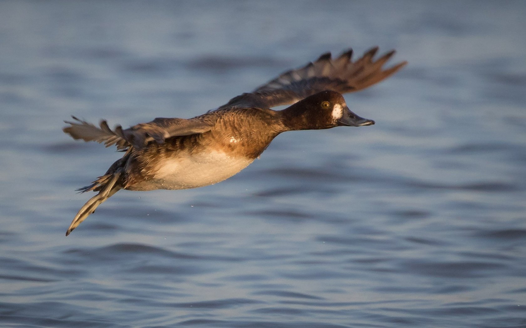 Обои вода, полет, крылья, птица, клюв, перья, утка, water, flight, wings, bird, beak, feathers, duck разрешение 2000x1333 Загрузить