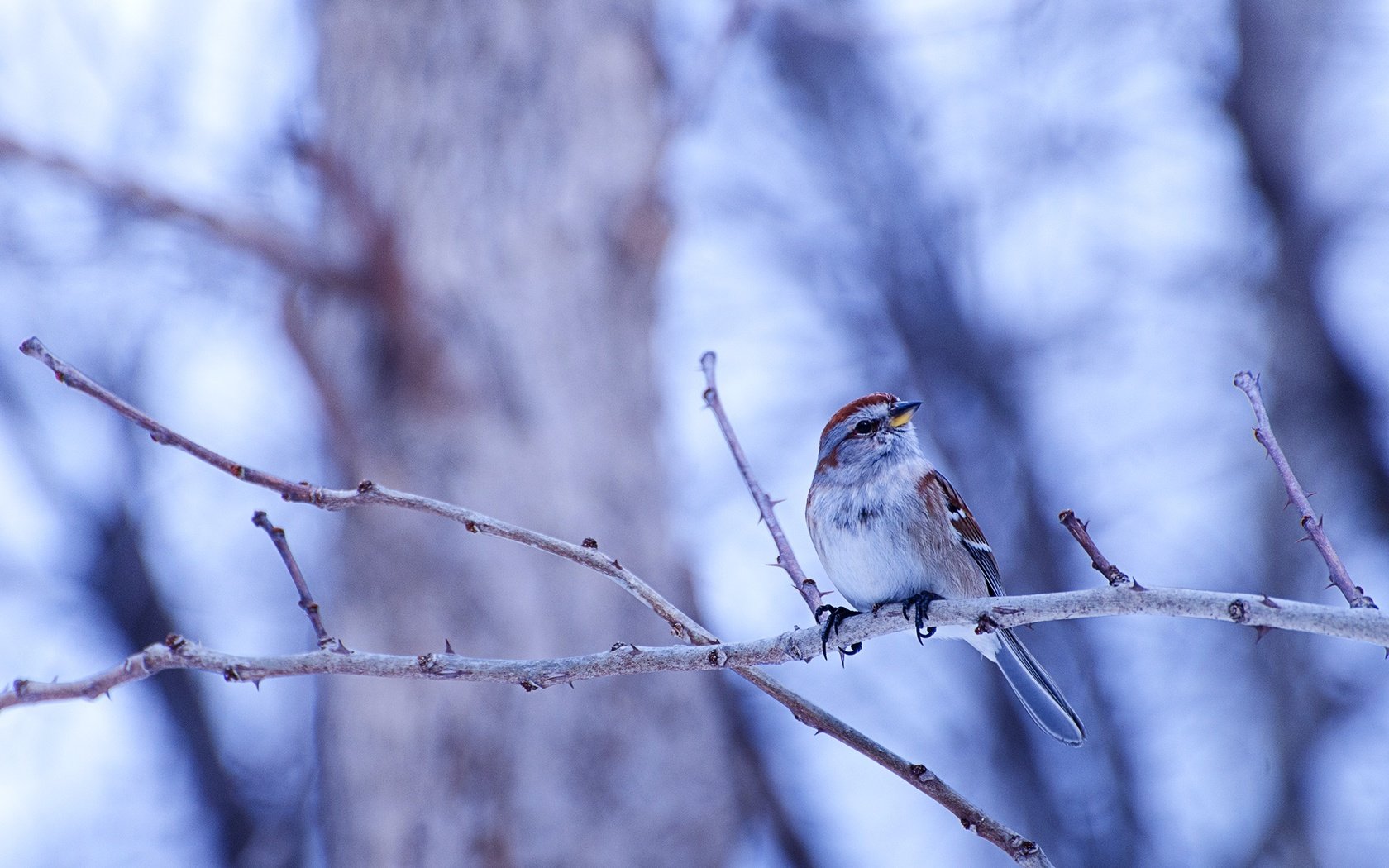 Обои ветки, птица, боке, овсянка, древесная воробьиная овсянка, branches, bird, bokeh, oatmeal, arboreal passerine bunting разрешение 2048x1356 Загрузить