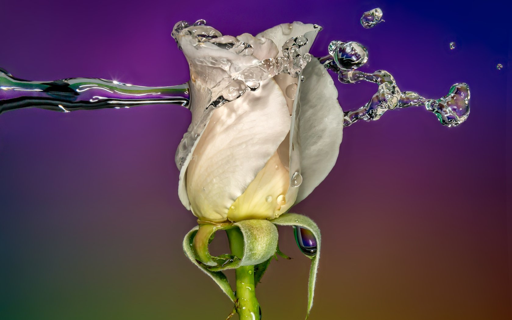 Обои sophiaspurgin, вода, фон, цветок, капли, роза, бутон, всплеск, белая, water, background, flower, drops, rose, bud, splash, white разрешение 3813x2542 Загрузить