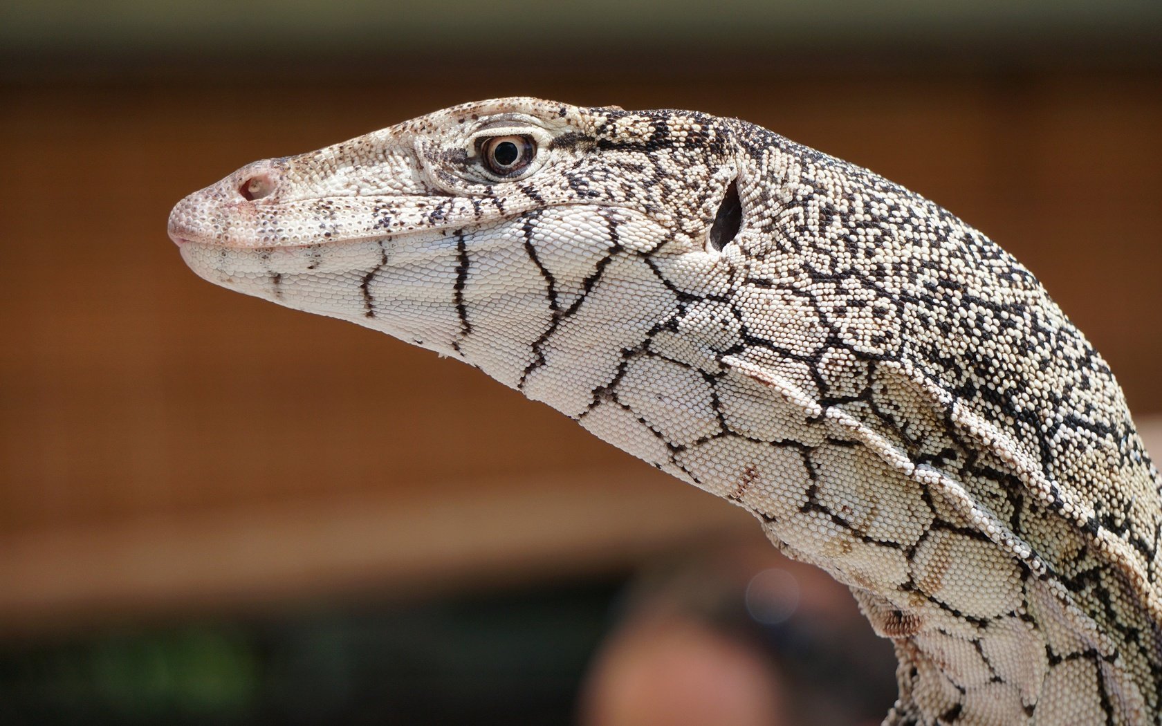 Обои взгляд, ящерица, кожа, рептилия, боке, варан, look, lizard, leather, reptile, bokeh, varan разрешение 3000x2000 Загрузить