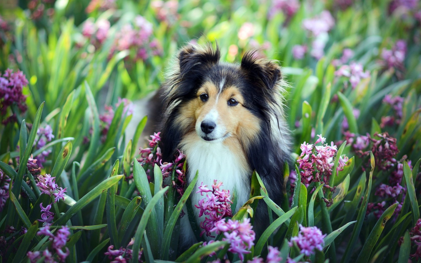 Обои цветы, взгляд, собака, друг, гиацинты, шелти, шетландская овчарка, flowers, look, dog, each, hyacinths, sheltie, shetland sheepdog разрешение 2048x1264 Загрузить