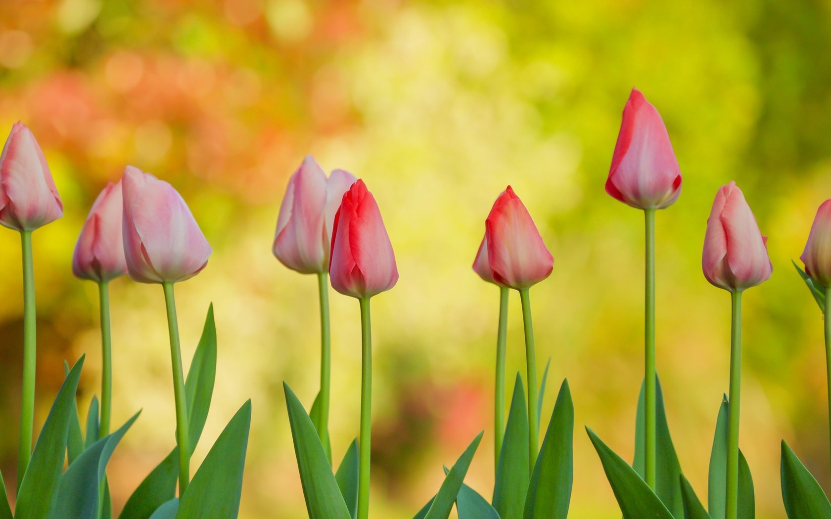 Обои цветы, бутоны, фон, тюльпаны, flowers, buds, background, tulips разрешение 2400x1331 Загрузить