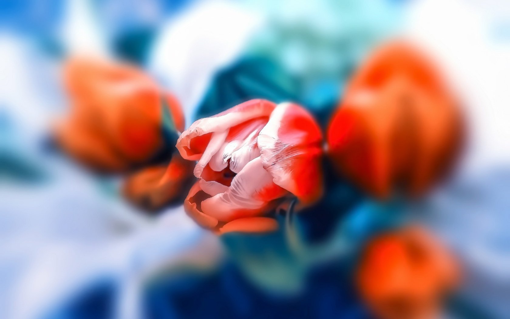 Обои цветы, фон, бутон, букет, тюльпаны, flowers, background, bud, bouquet, tulips разрешение 1920x1280 Загрузить