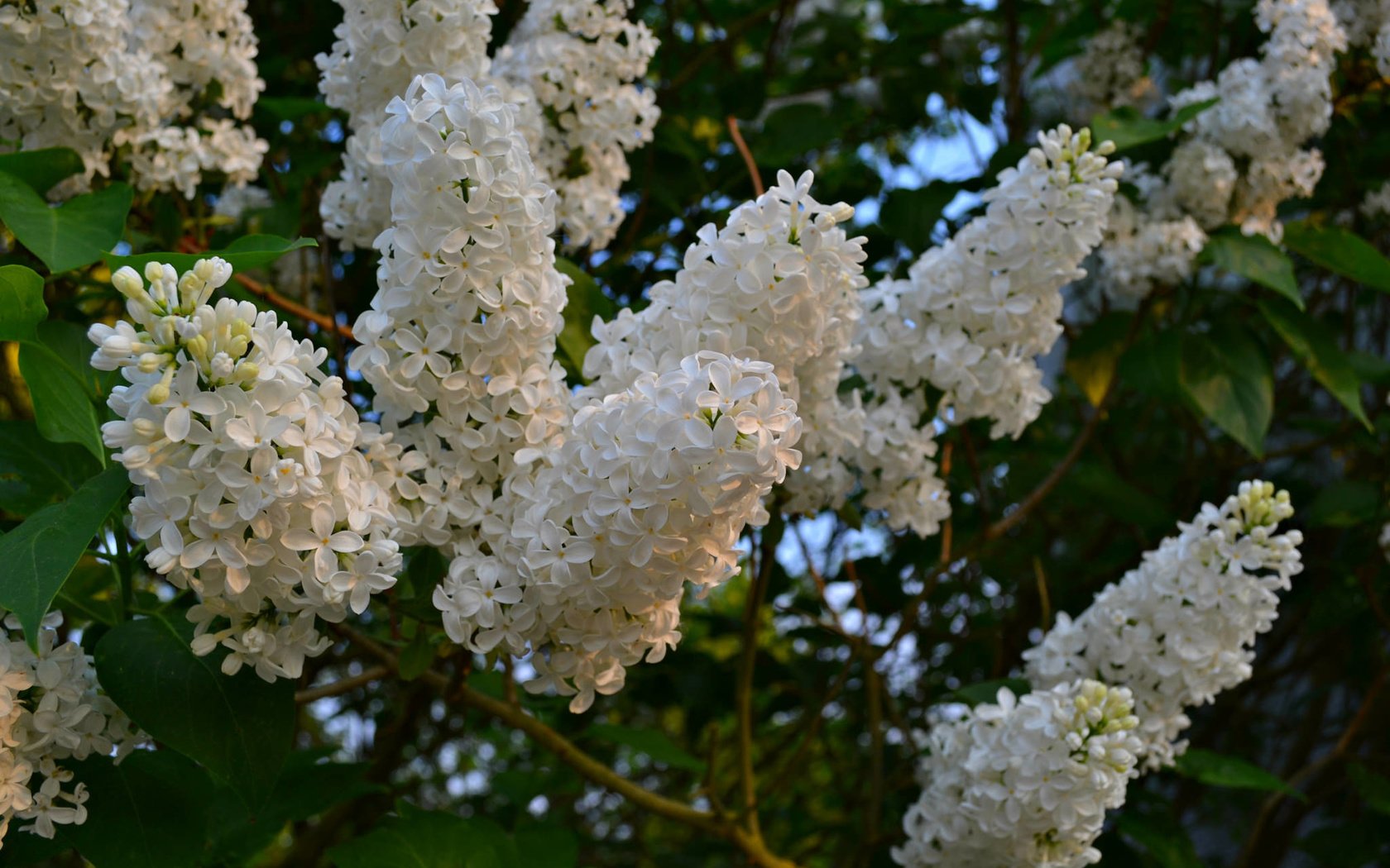 Обои цветы, цветение, весна, белая, сирень, flowers, flowering, spring, white, lilac разрешение 2048x1365 Загрузить