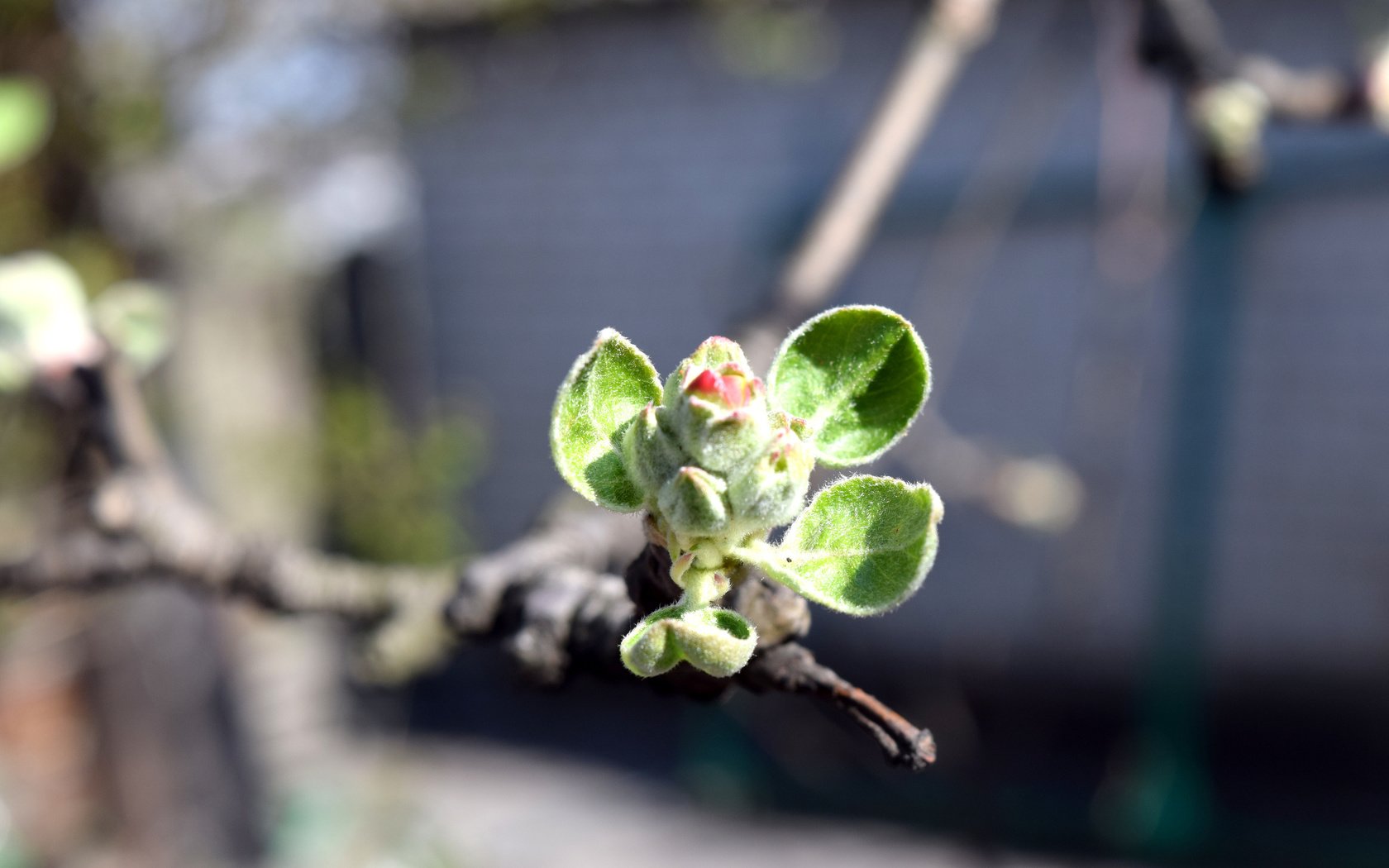 Обои цветы, ветка, листья, макро, почки, flowers, branch, leaves, macro, kidney разрешение 2560x1600 Загрузить