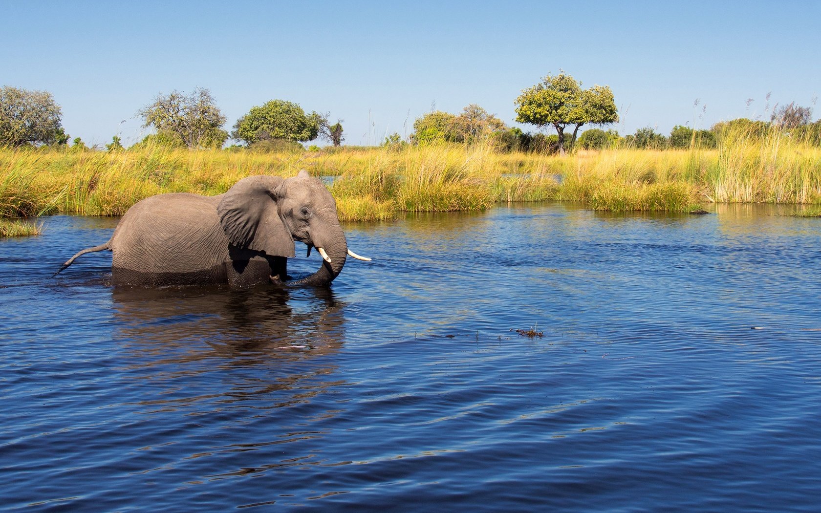 Обои деревья, река, солнце, слон, камыши, в воде, trees, river, the sun, elephant, the reeds, in the water разрешение 2560x1440 Загрузить