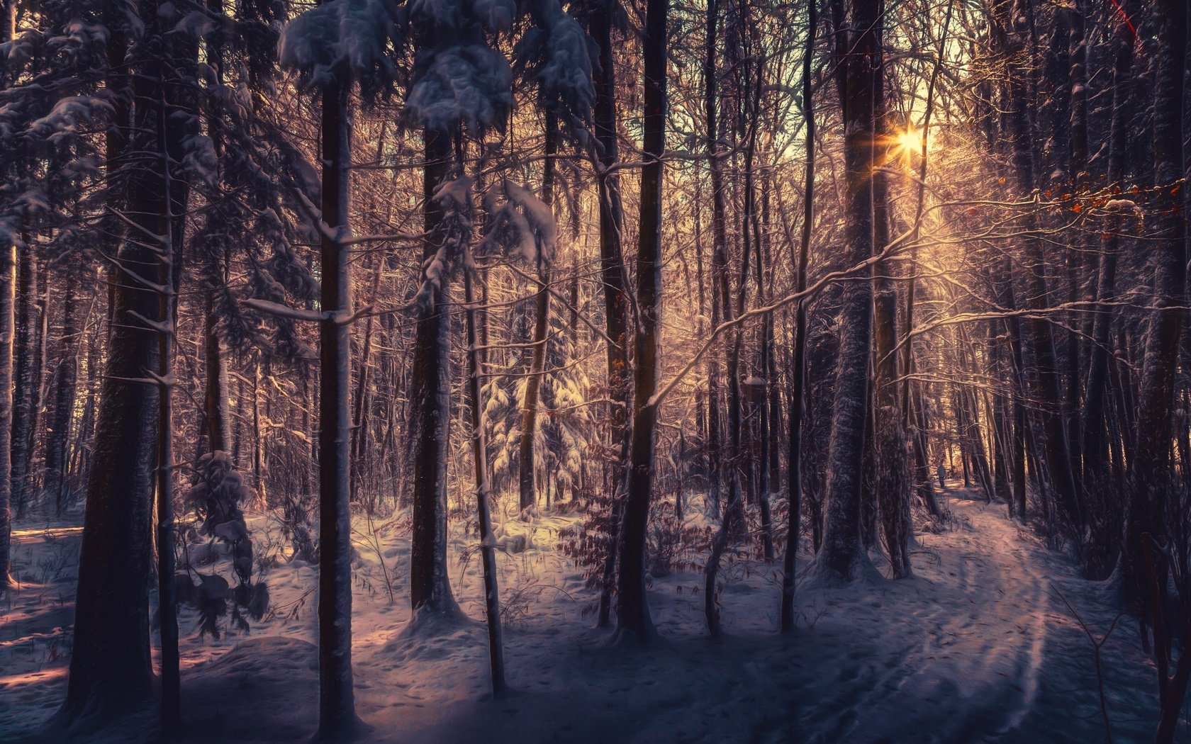 Обои деревья, снег, лес, зима, лучи солнца, trees, snow, forest, winter, the rays of the sun разрешение 2560x1600 Загрузить