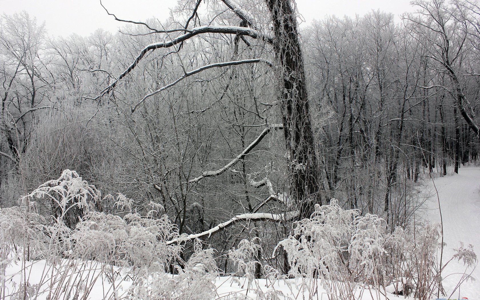 Обои деревья, снег, лес, зима, ветки, мороз, trees, snow, forest, winter, branches, frost разрешение 2560x1707 Загрузить