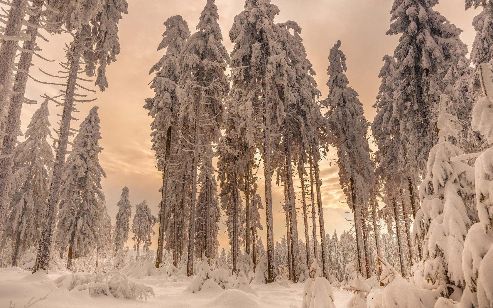 Обои деревья, снег, лес, зима, ели, trees, snow, forest, winter, ate разрешение 2048x1340 Загрузить