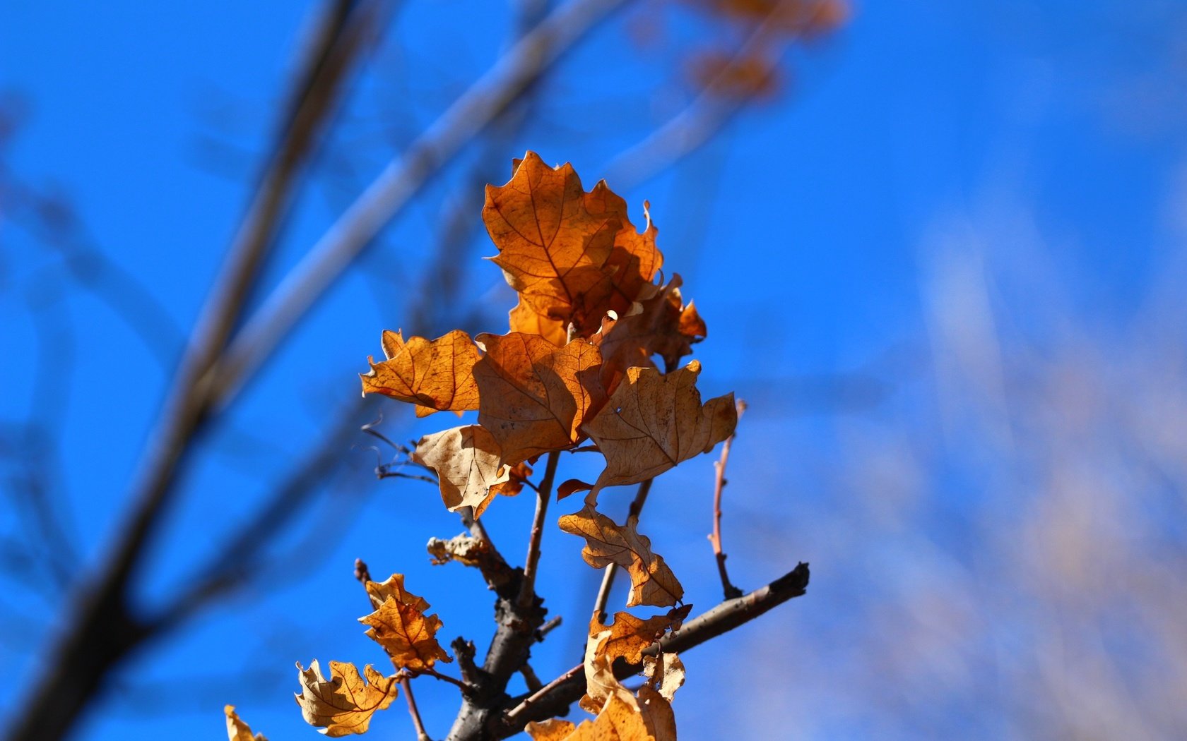 Обои небо, ветка, природа, листья, фон, осень, дуб, the sky, branch, nature, leaves, background, autumn, oak разрешение 1920x1280 Загрузить