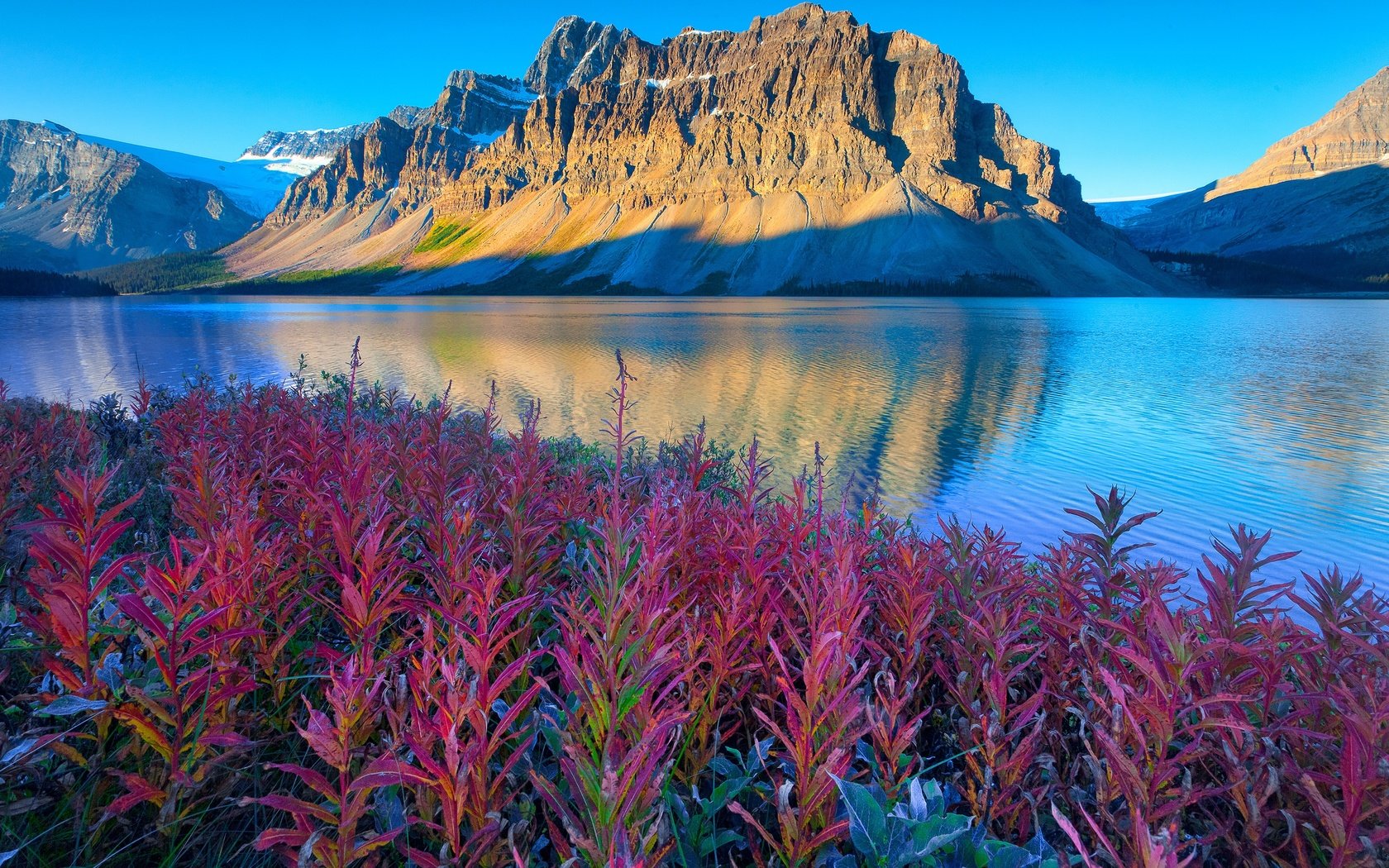 Обои цветы, озеро, горы, канада, альберта, национальный парк банф, flowers, lake, mountains, canada, albert, banff national park разрешение 3000x2000 Загрузить