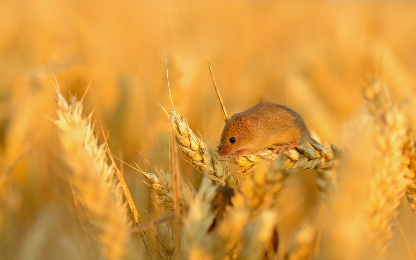 Обои поле, колосья, пшеница, мышь, маленькая, зерно, колосок, field, ears, wheat, mouse, little, grain, spike разрешение 2048x1340 Загрузить