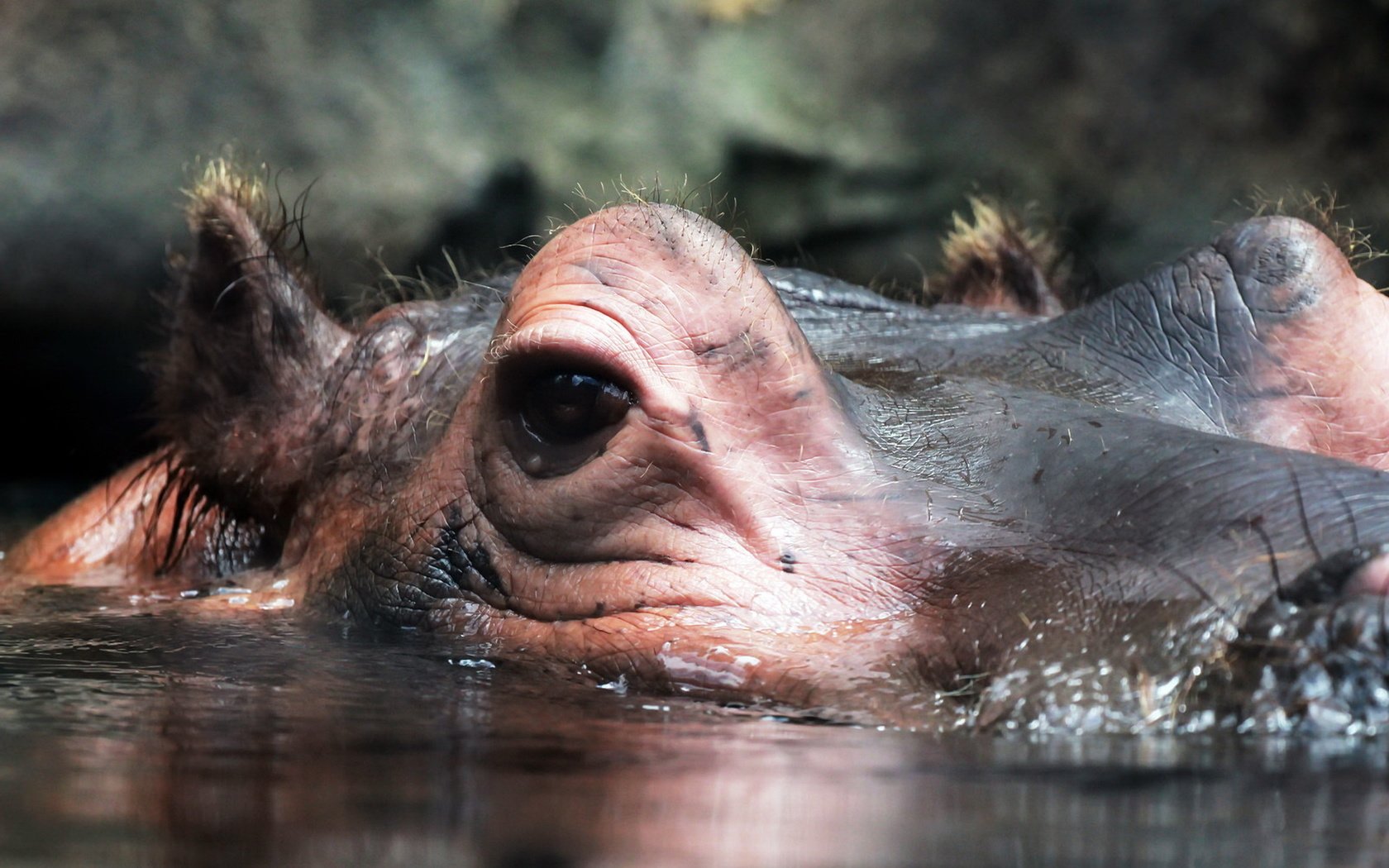 Обои природа, макро, взгляд, уши, бегемот, гиппопотам, nature, macro, look, ears, hippo разрешение 1920x1279 Загрузить