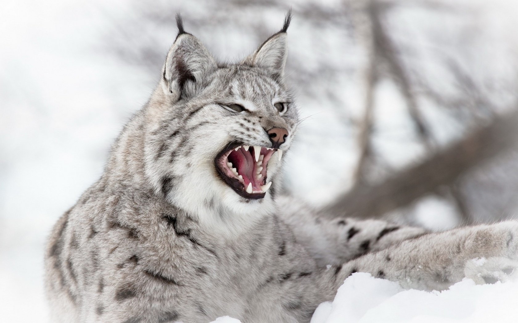 Обои рысь, зубы, уши, пасть, дикий кот, fur gray, lynx, teeth, ears, mouth, wild cat разрешение 1920x1200 Загрузить