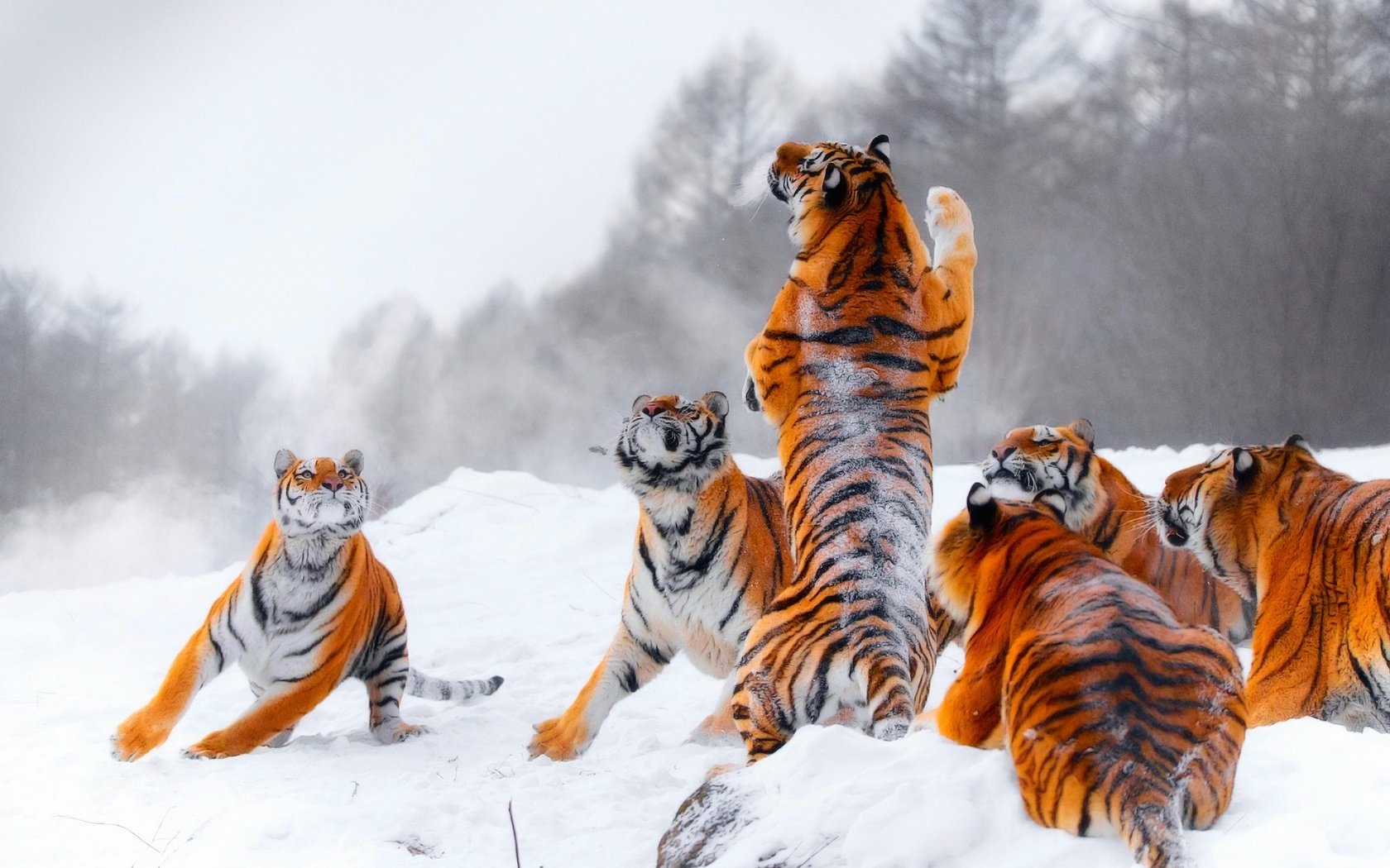 Обои тигр, снег, зима, прыжок, игра, стойка, тигры, tiger, snow, winter, jump, the game, stand, tigers разрешение 2048x1366 Загрузить