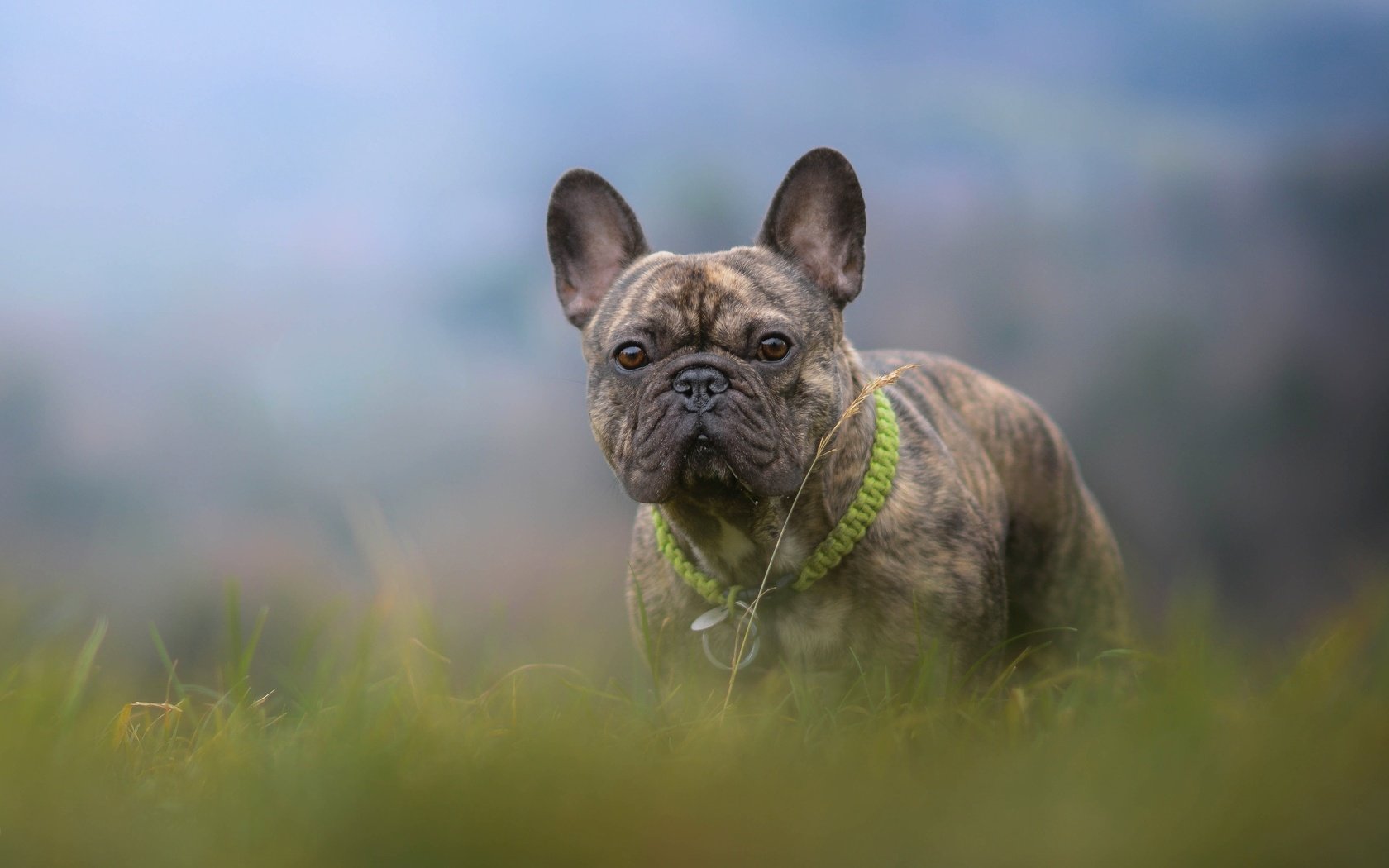 Обои трава, собака, боке, французский бульдог, grass, dog, bokeh, french bulldog разрешение 4858x3036 Загрузить