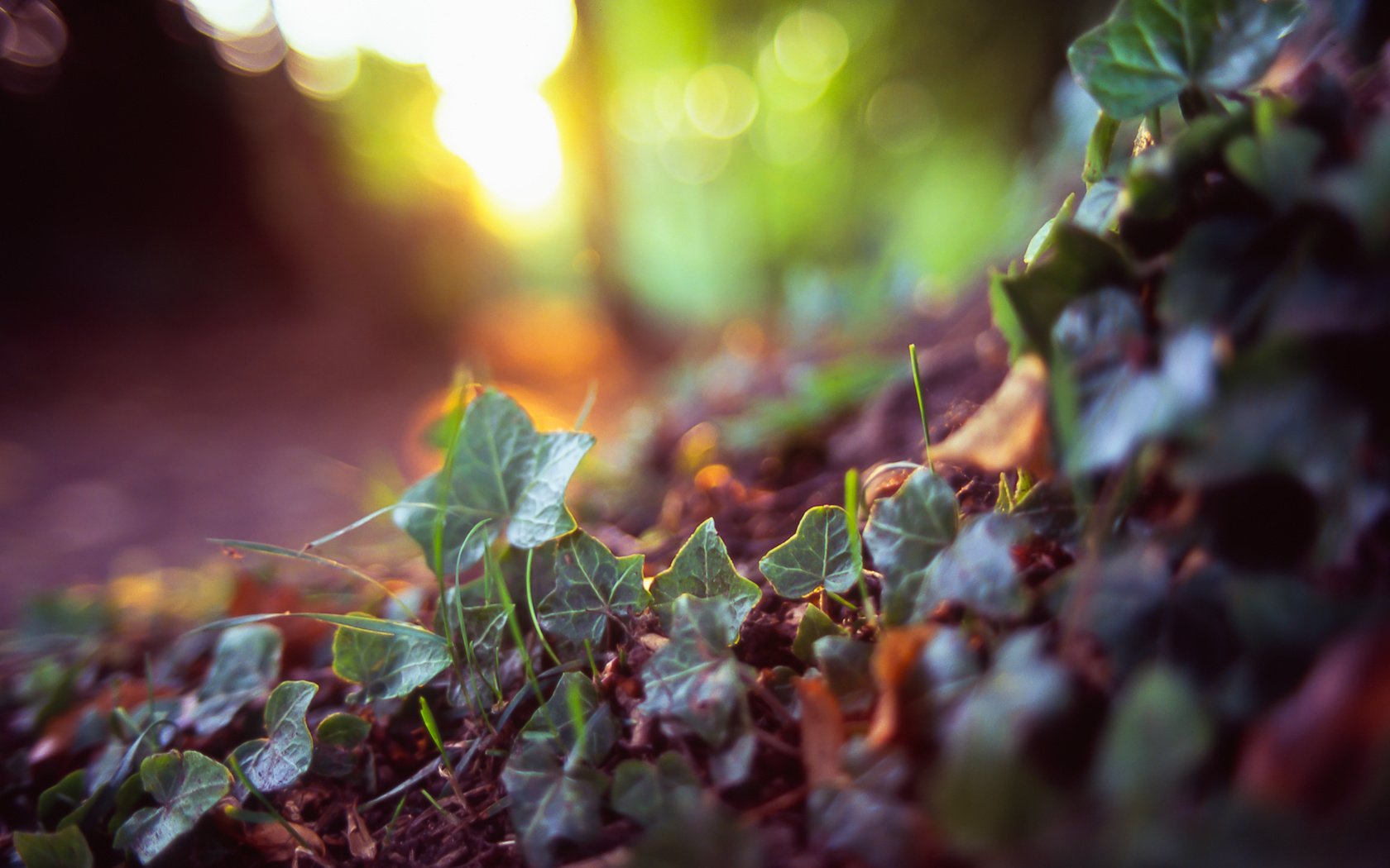 Обои трава, земля, природа, растения, лес, макро, фон, листочки, grass, earth, nature, plants, forest, macro, background, leaves разрешение 2400x1600 Загрузить