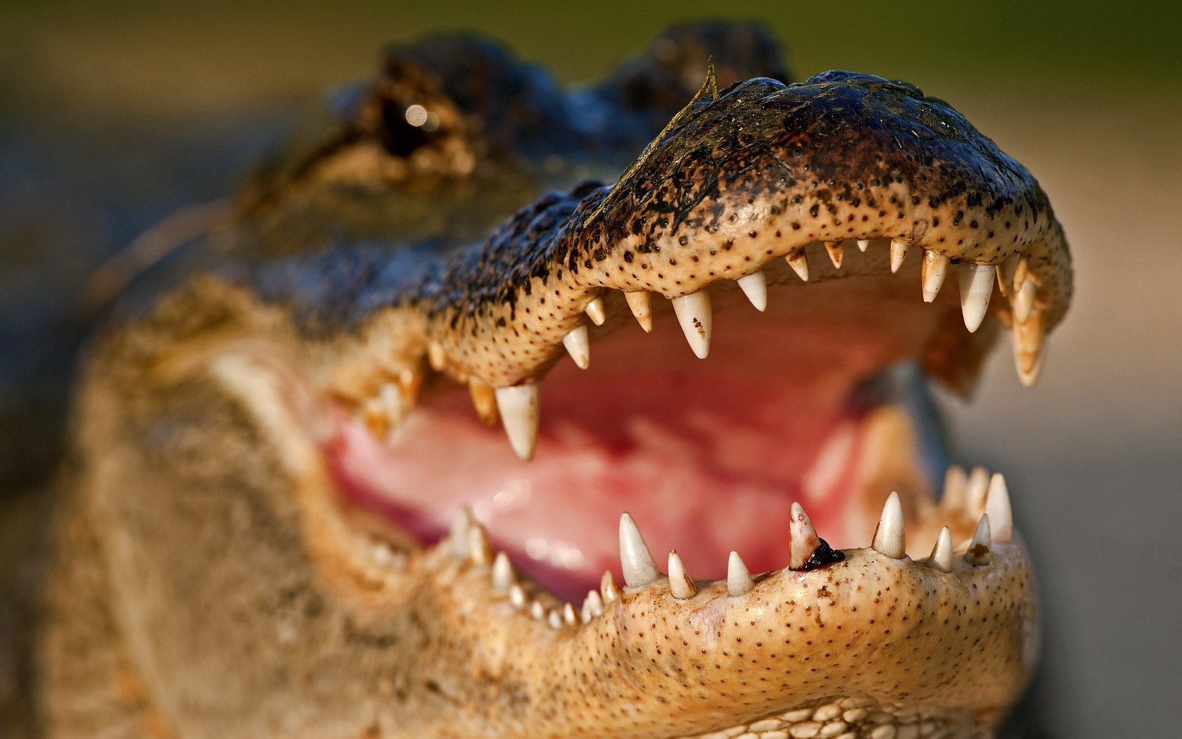 Обои зубы, крокодил, пасть, teeth, crocodile, mouth разрешение 3445x2297 Загрузить