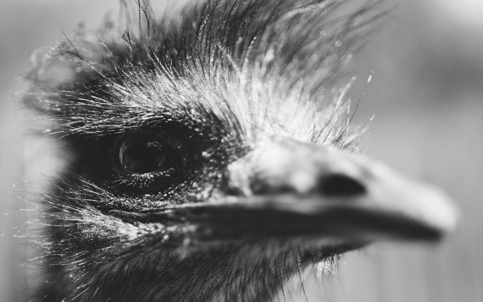 Обои чёрно-белое, птица, клюв, глаз, голова, страус, black and white, bird, beak, eyes, head, ostrich разрешение 2048x1365 Загрузить