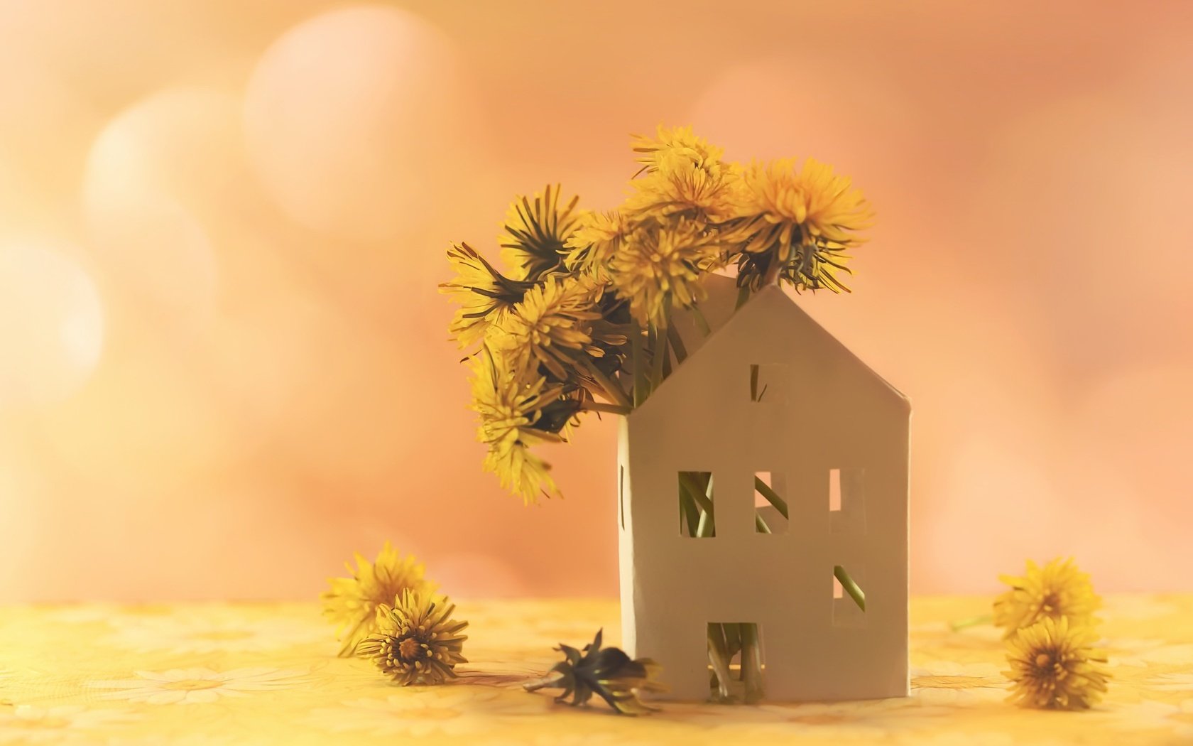 Обои цветы, фон, домик, одуванчики, желтые, flowers, background, house, dandelions, yellow разрешение 2048x1365 Загрузить