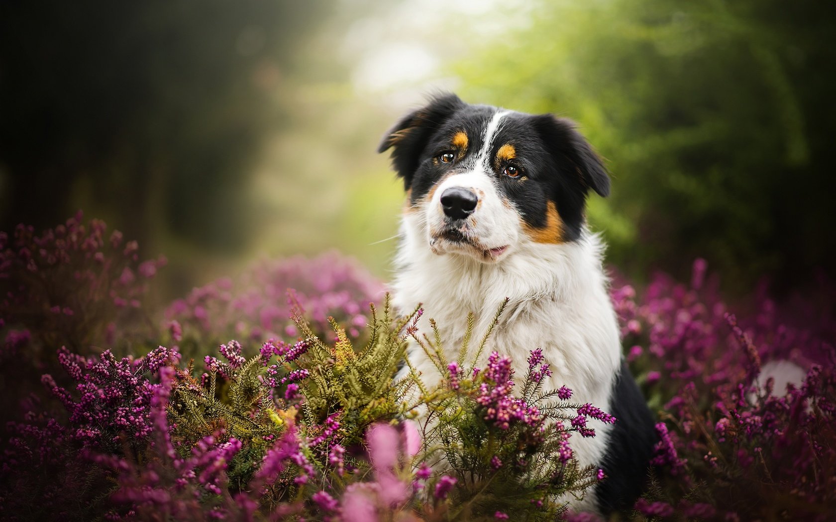 Обои цветы, природа, собака, животное, пес, травы, dackelpuppy, blake, flowers, nature, dog, animal, grass разрешение 2048x1367 Загрузить