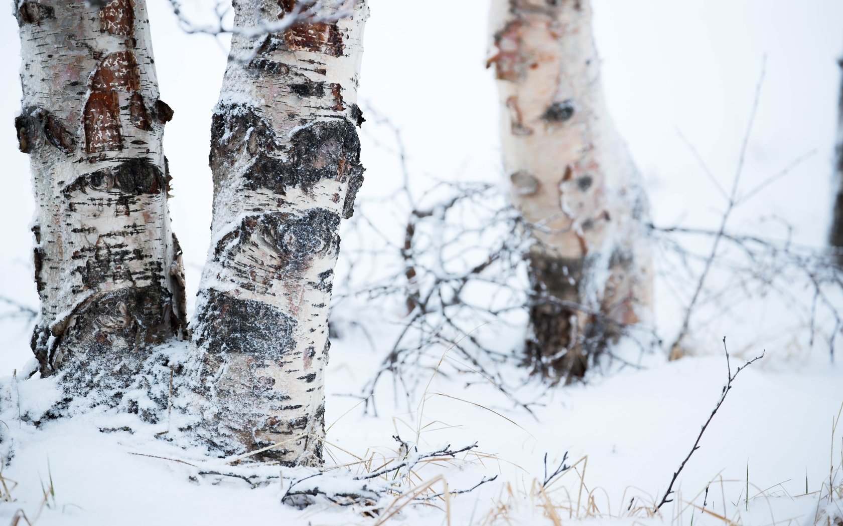 Обои деревья, снег, природа, зима, фон, березы, trees, snow, nature, winter, background, birch разрешение 5472x3648 Загрузить