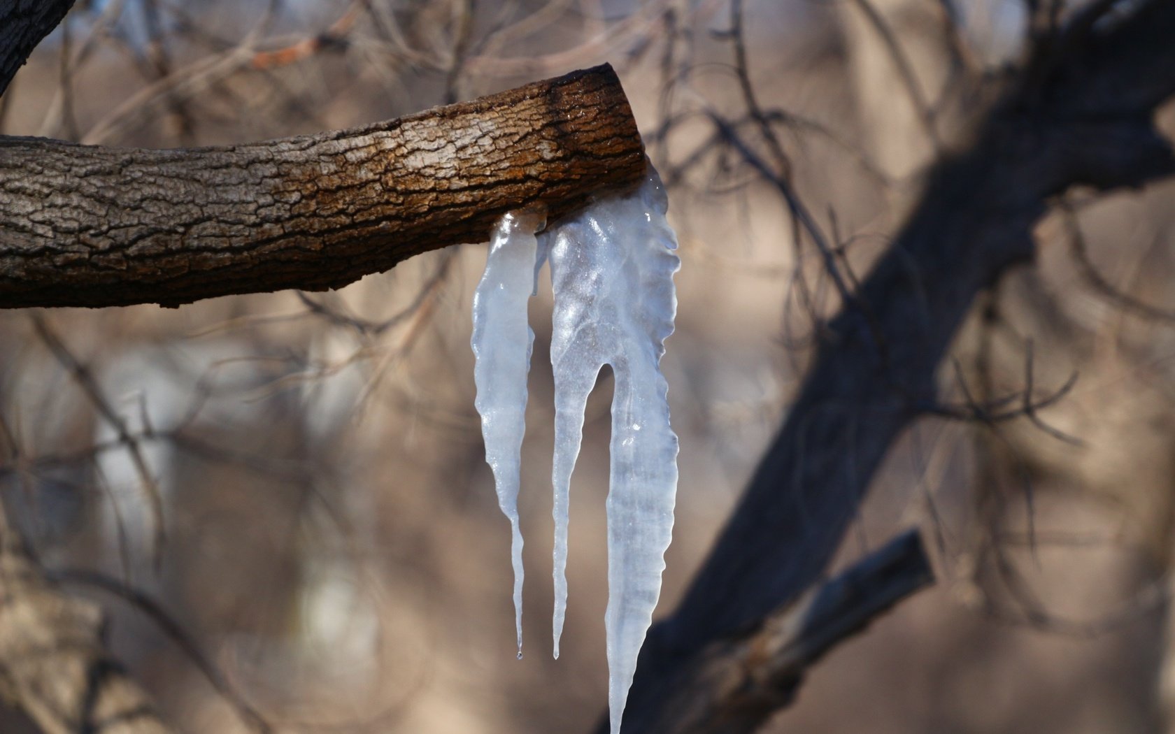 Обои деревья, природа, фон, весна, сосульки, trees, nature, background, spring, icicles разрешение 1920x1280 Загрузить