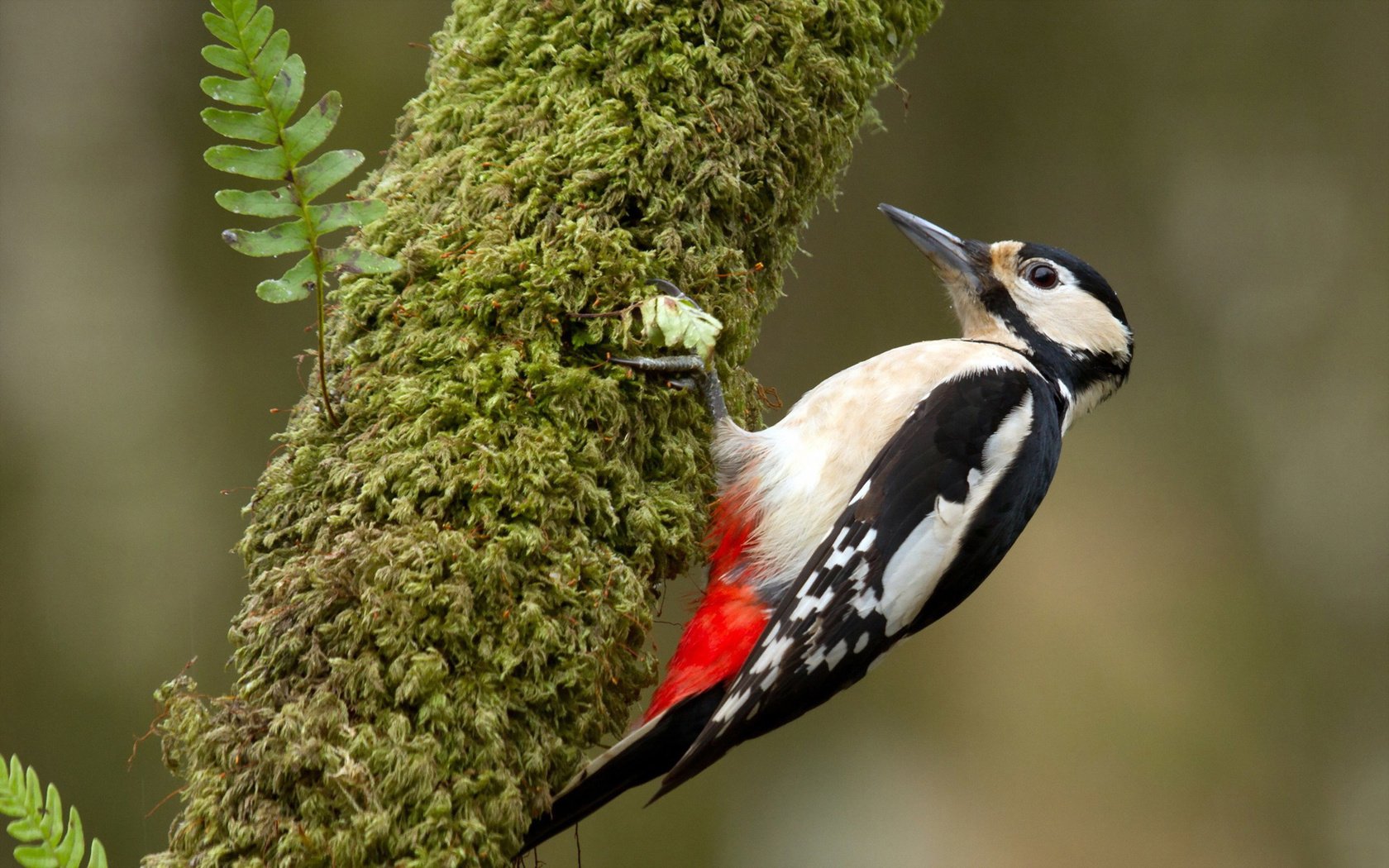 Обои дерево, птица, клюв, перья, дятел, tree, bird, beak, feathers, woodpecker разрешение 1920x1200 Загрузить