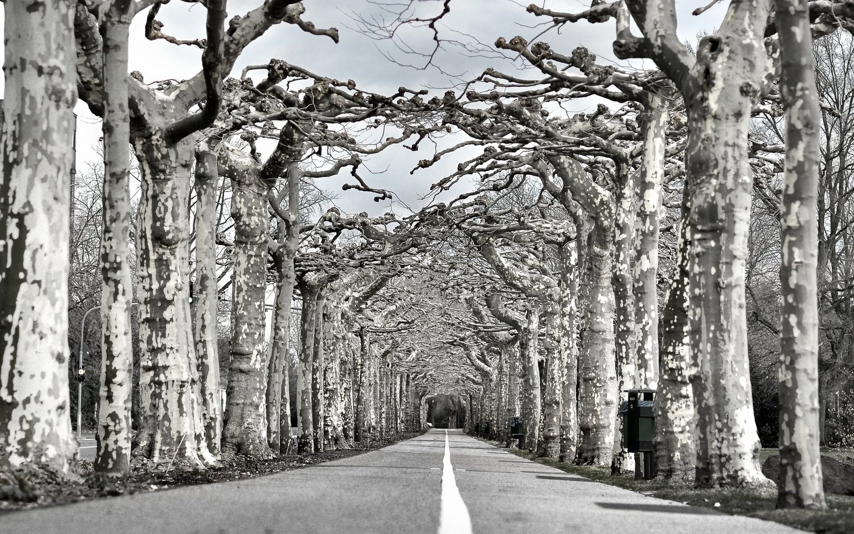 Обои дорога, деревья, природа, чёрно-белое, аллея, road, trees, nature, black and white, alley разрешение 1997x1318 Загрузить