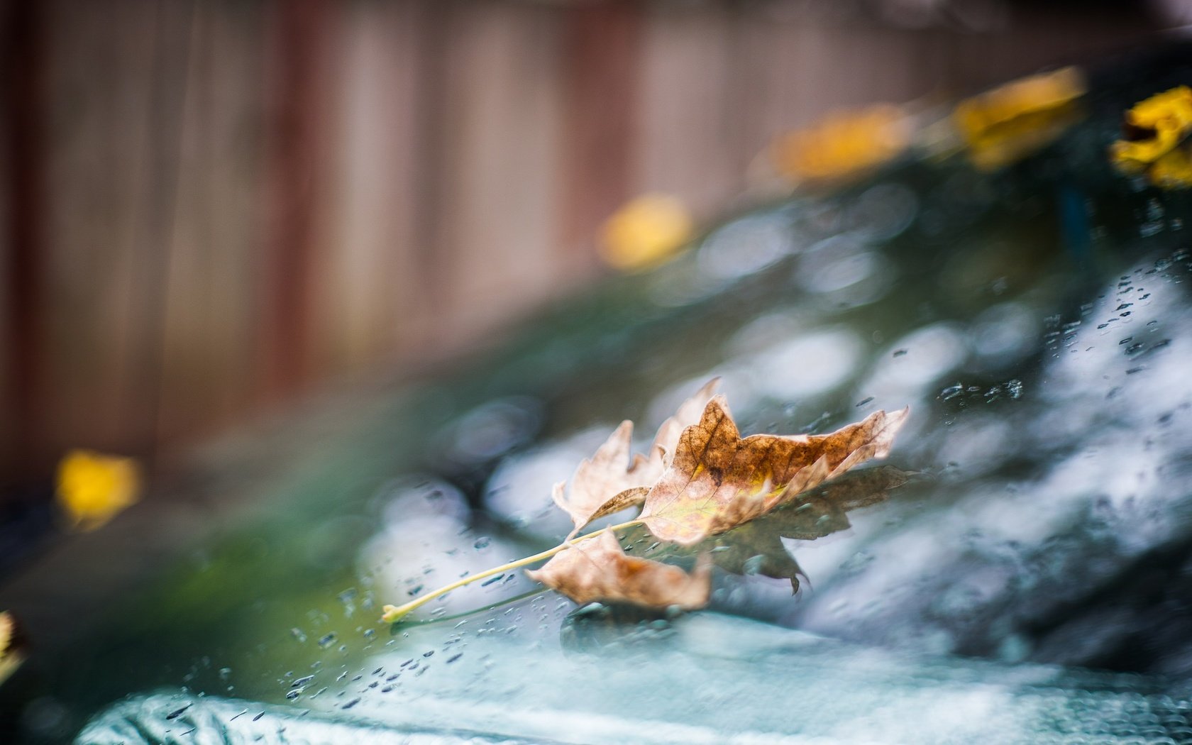 Обои капли, осень, лист, дождь, стекло, боке, drops, autumn, sheet, rain, glass, bokeh разрешение 2048x1365 Загрузить