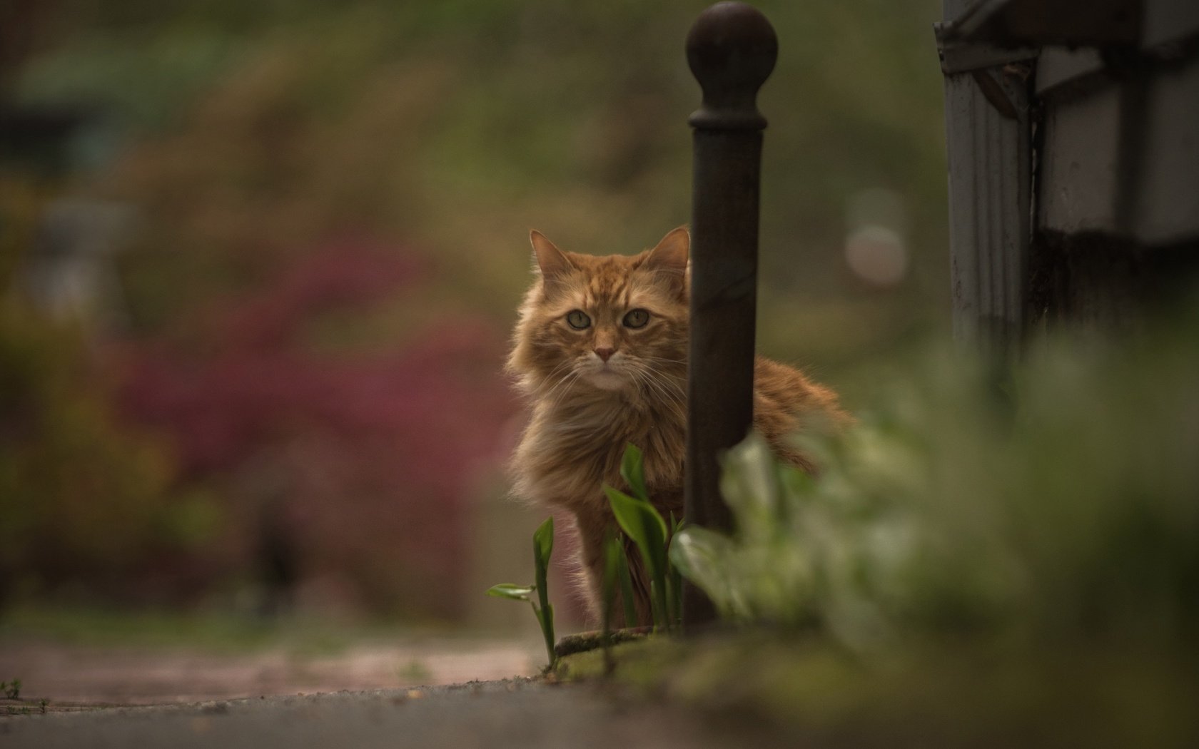 Обои кошка, взгляд, боке, рыжий кот, cat, look, bokeh, red cat разрешение 3000x1999 Загрузить