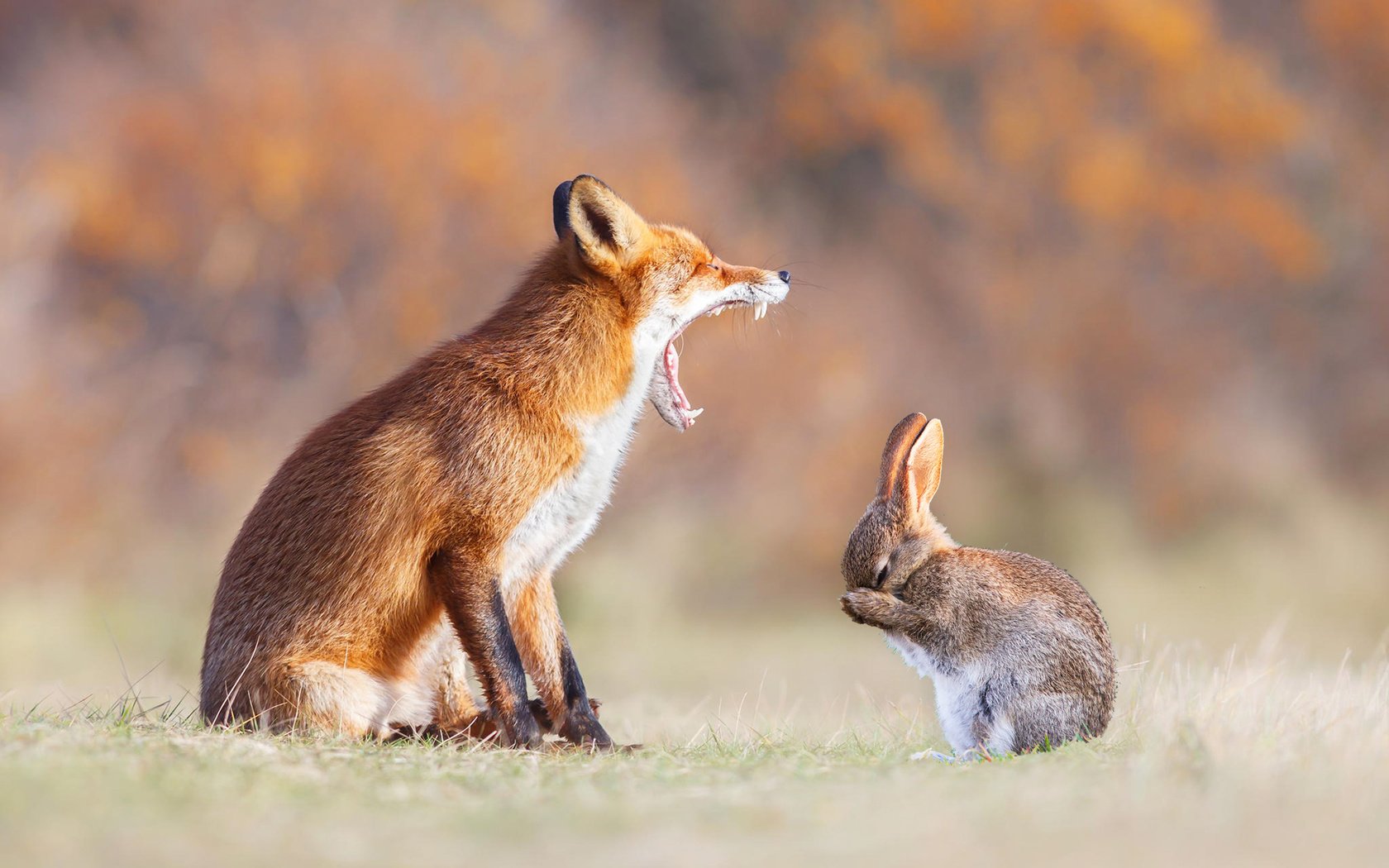 Обои животные, лапы, рыжая, лиса, зубы, уши, пасть, заяц, animals, paws, red, fox, teeth, ears, mouth, hare разрешение 1920x1200 Загрузить