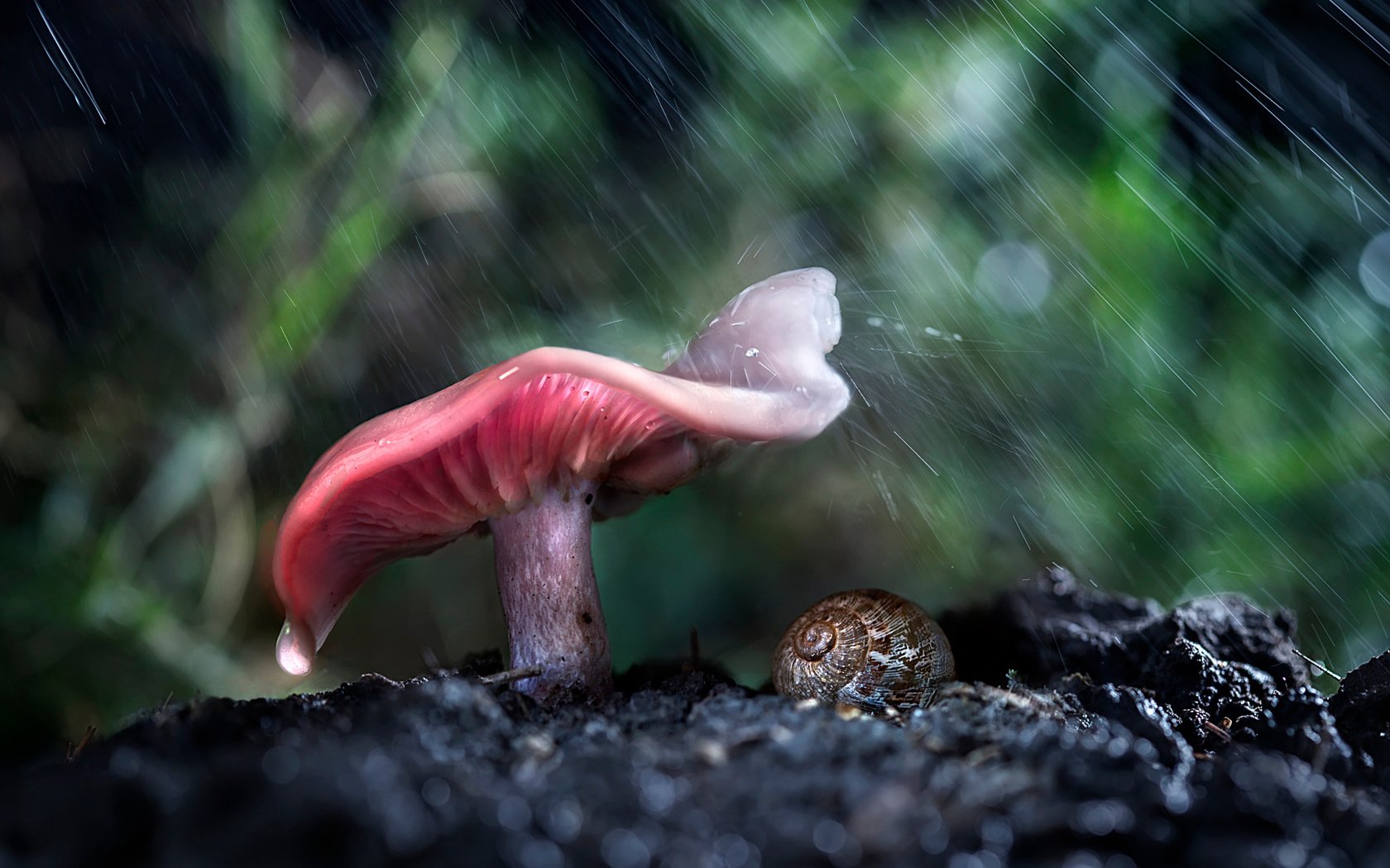 Обои лес, макро, гриб, дождь, улитка, forest, macro, mushroom, rain, snail разрешение 2048x1365 Загрузить