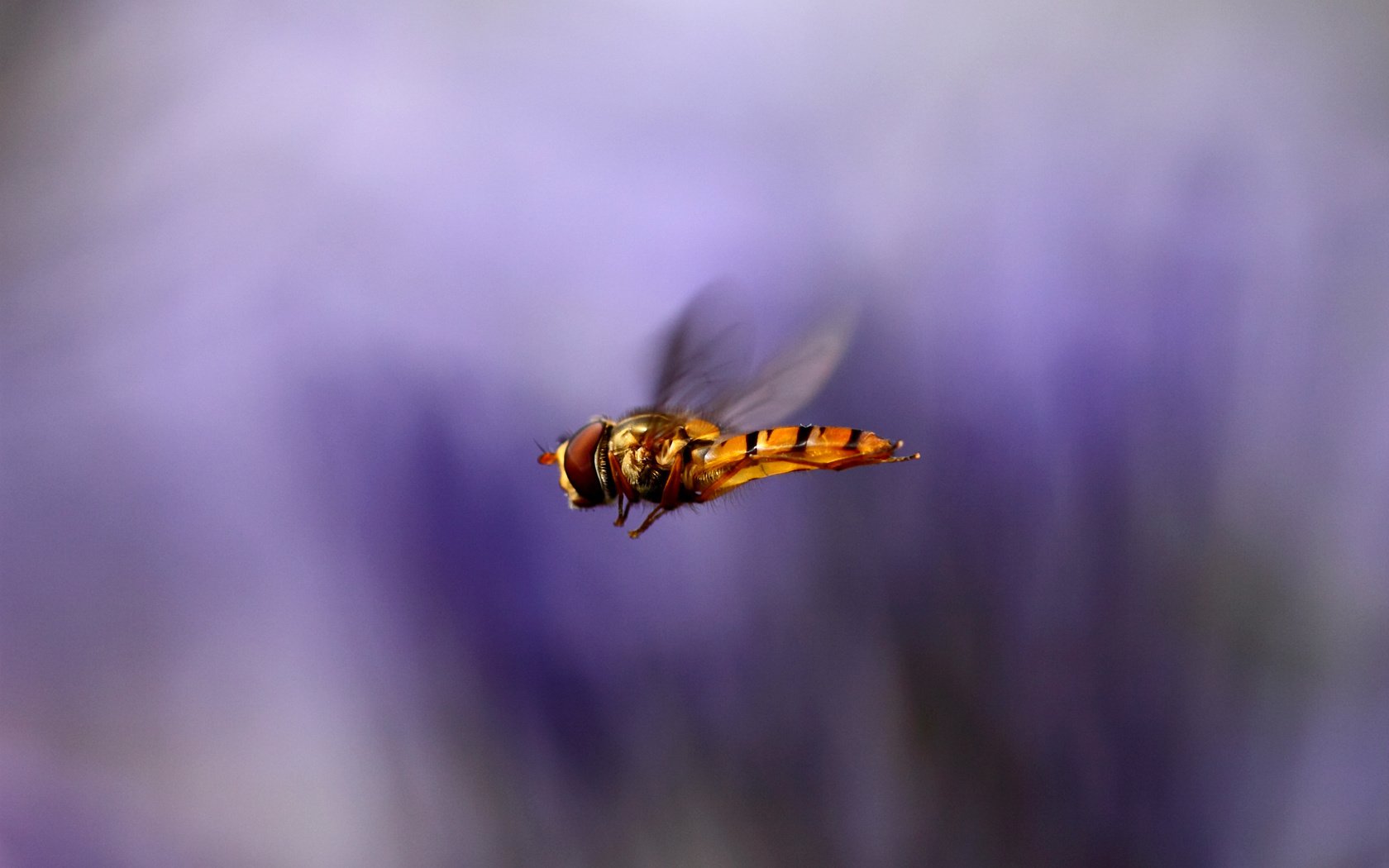 Обои макро, насекомое, полет, крылья, размытость, муха, macro, insect, flight, wings, blur, fly разрешение 2400x1600 Загрузить