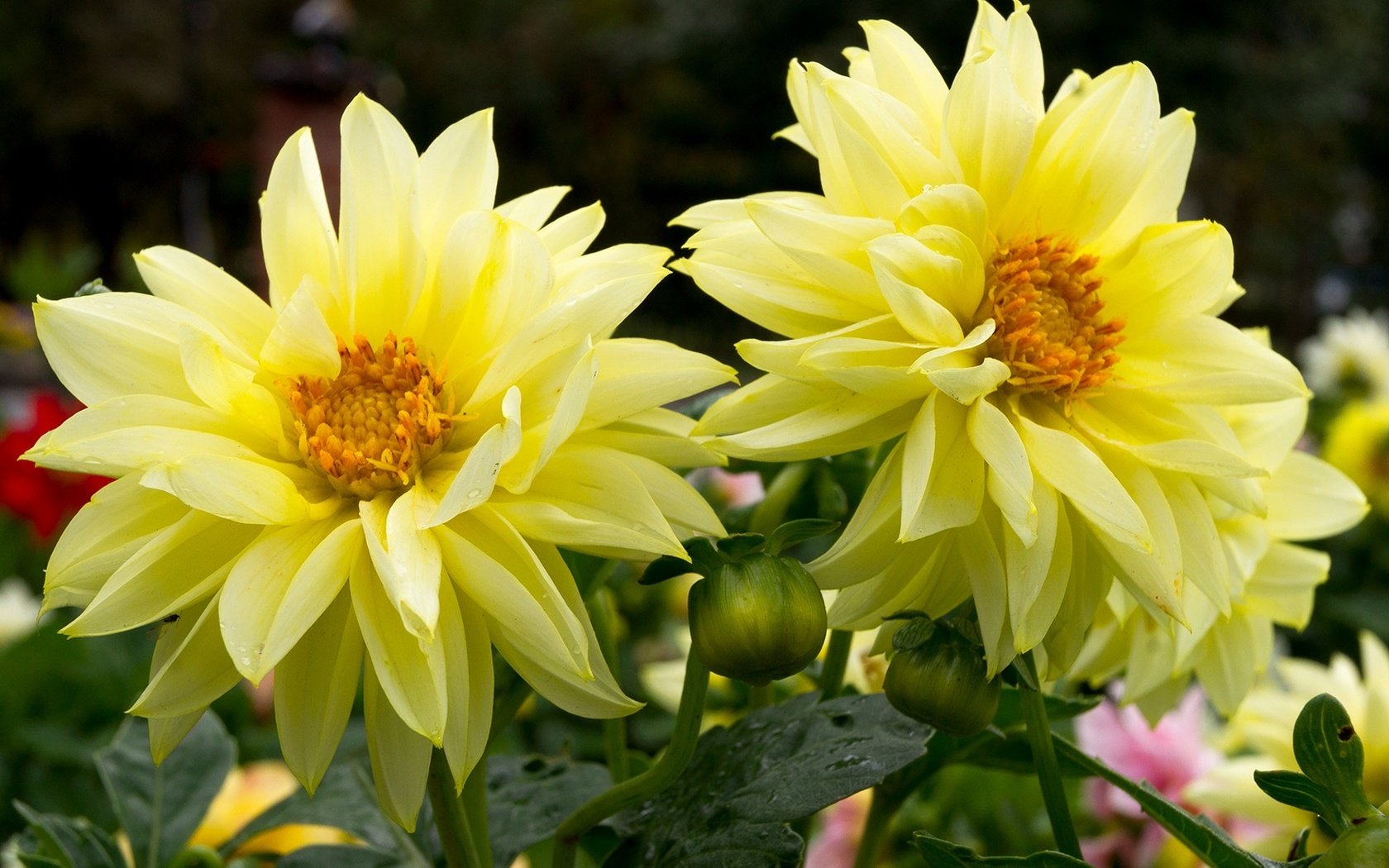 Обои цветы, макро, желтые, георгины, flowers, macro, yellow, dahlias разрешение 1920x1278 Загрузить