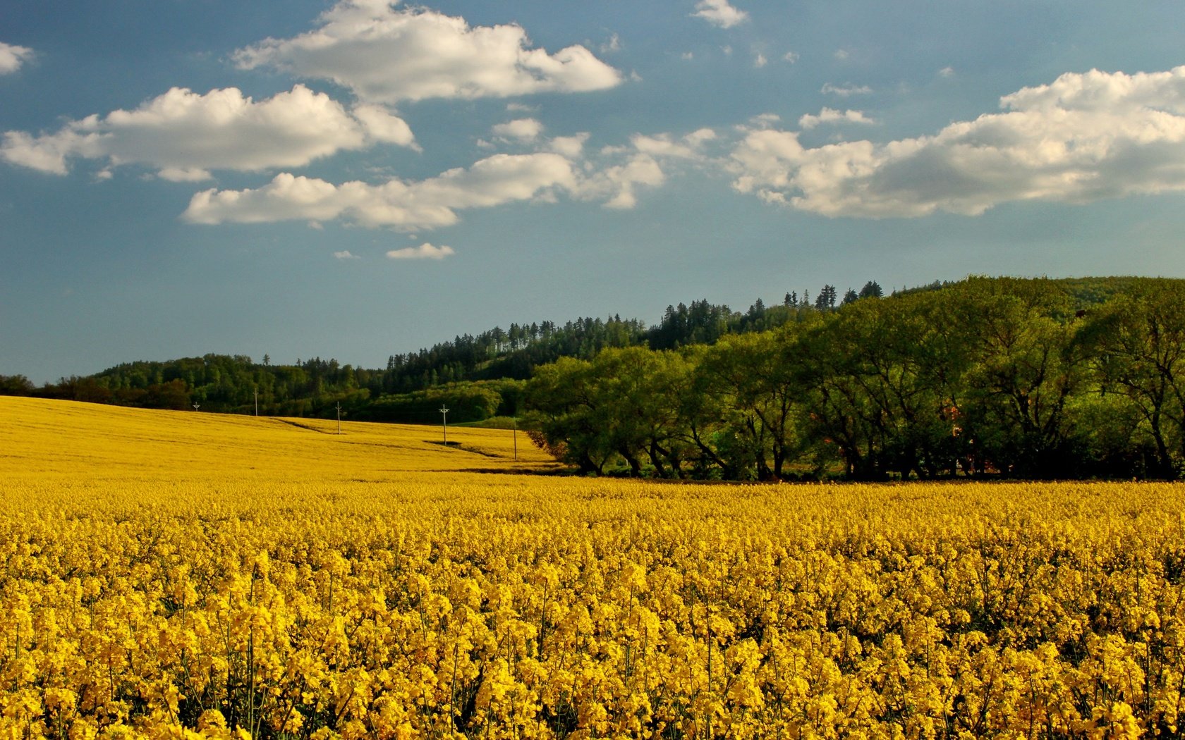 Обои небо, цветы, облака, деревья, поле, рапс, the sky, flowers, clouds, trees, field, rape разрешение 2700x1800 Загрузить