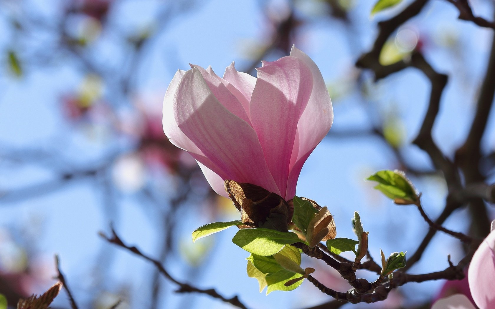 Обои небо, ветка, цветение, бутон, весна, магнолия, the sky, branch, flowering, bud, spring, magnolia разрешение 2048x1365 Загрузить