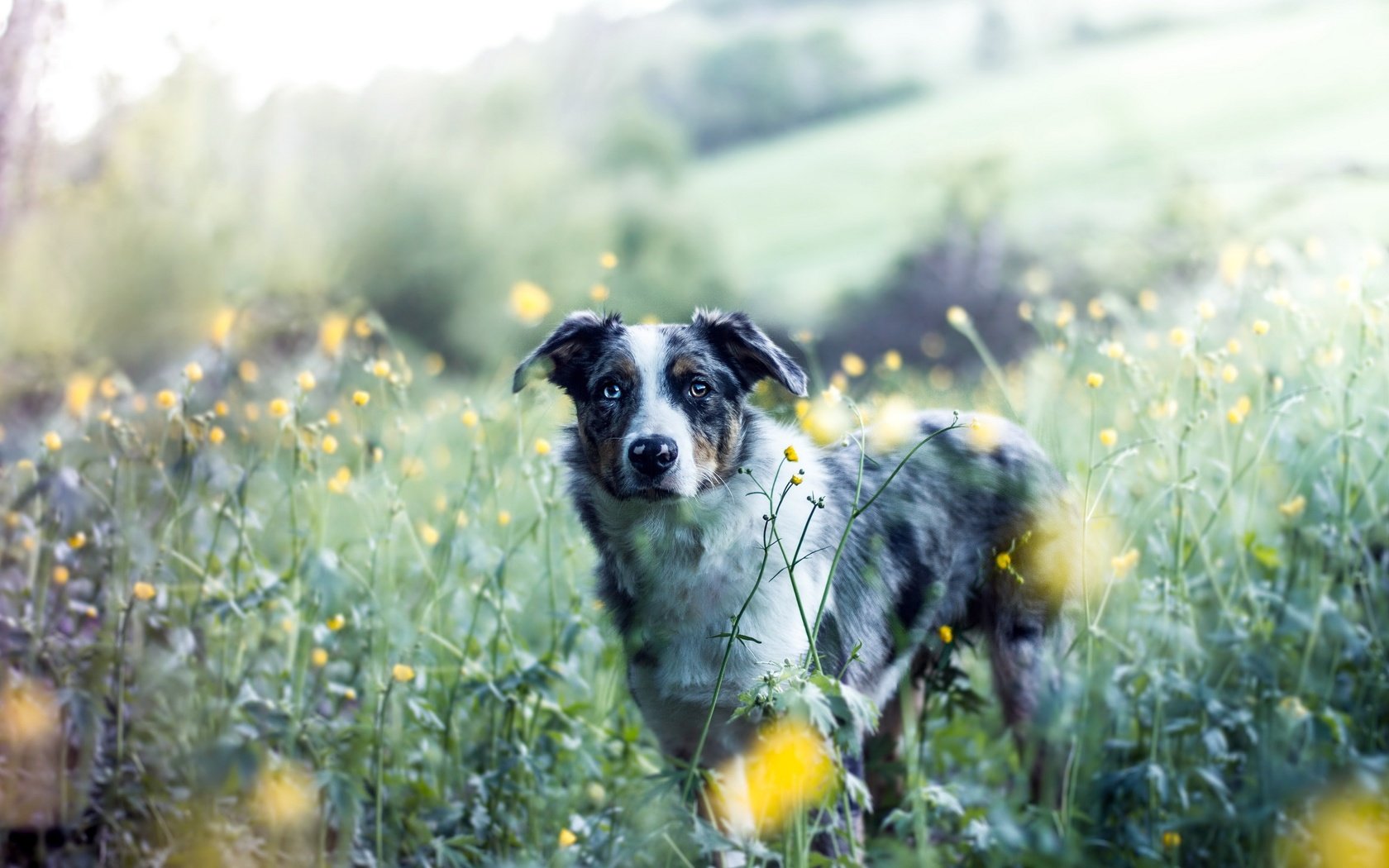 Обои цветы, природа, собака, друг, австралийская овчарка, аусси, flowers, nature, dog, each, australian shepherd, aussie разрешение 2560x1636 Загрузить