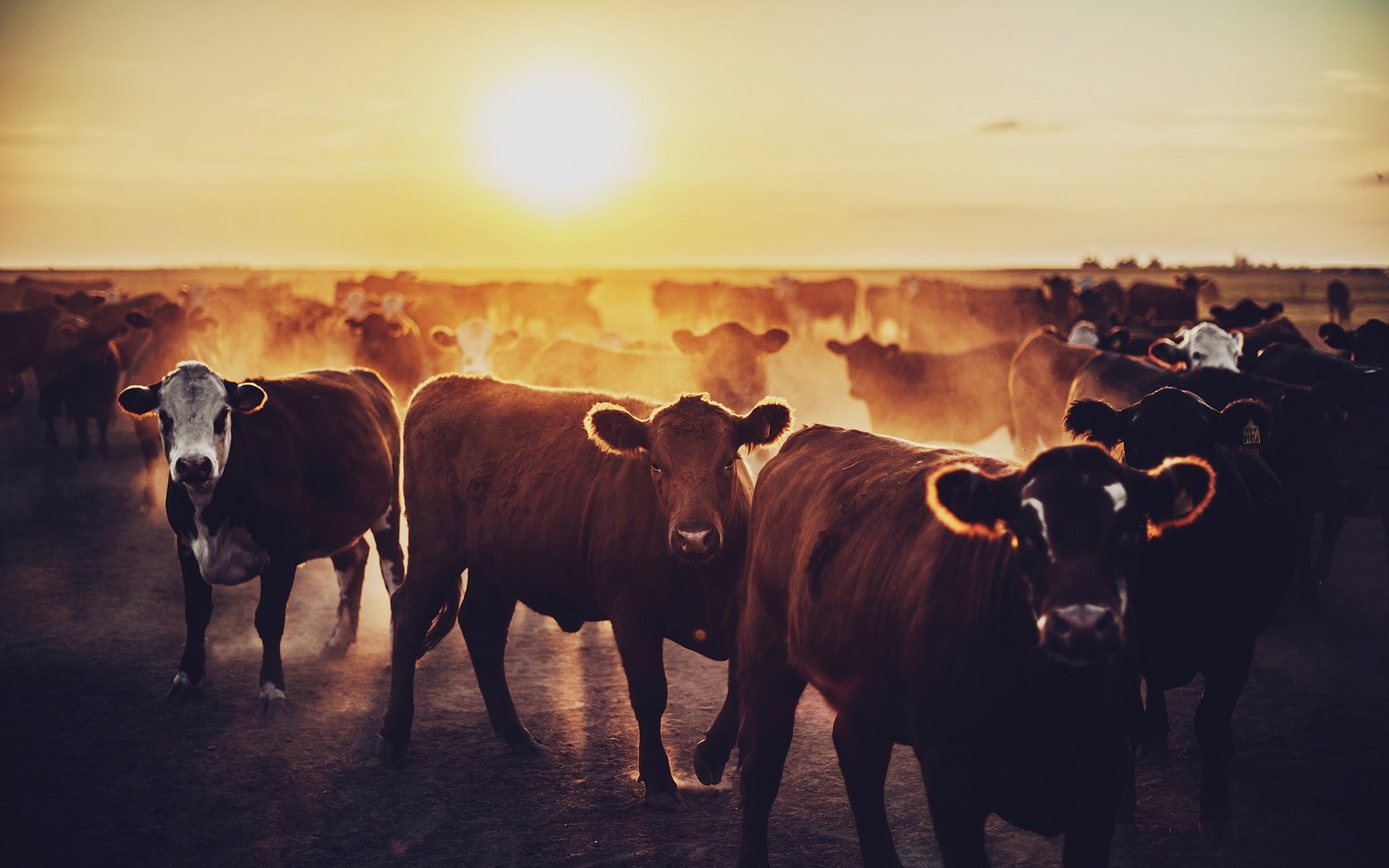 Обои рассвет, стадо, коровы, телята, dawn, the herd, cows, calves разрешение 2048x1367 Загрузить