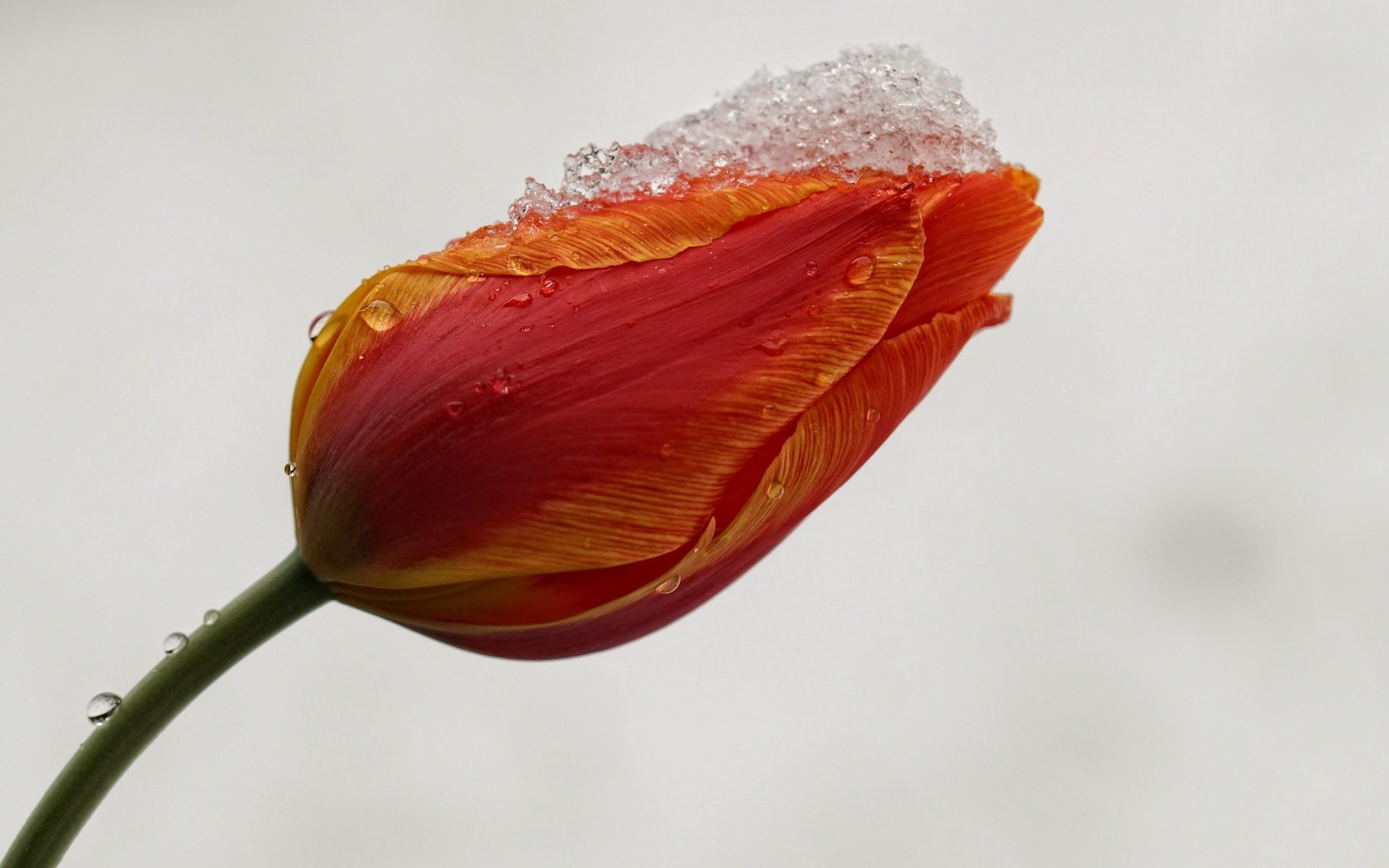 Обои снег, фон, цветок, капли, бутон, тюльпан, стебель, snow, background, flower, drops, bud, tulip, stem разрешение 2048x1360 Загрузить