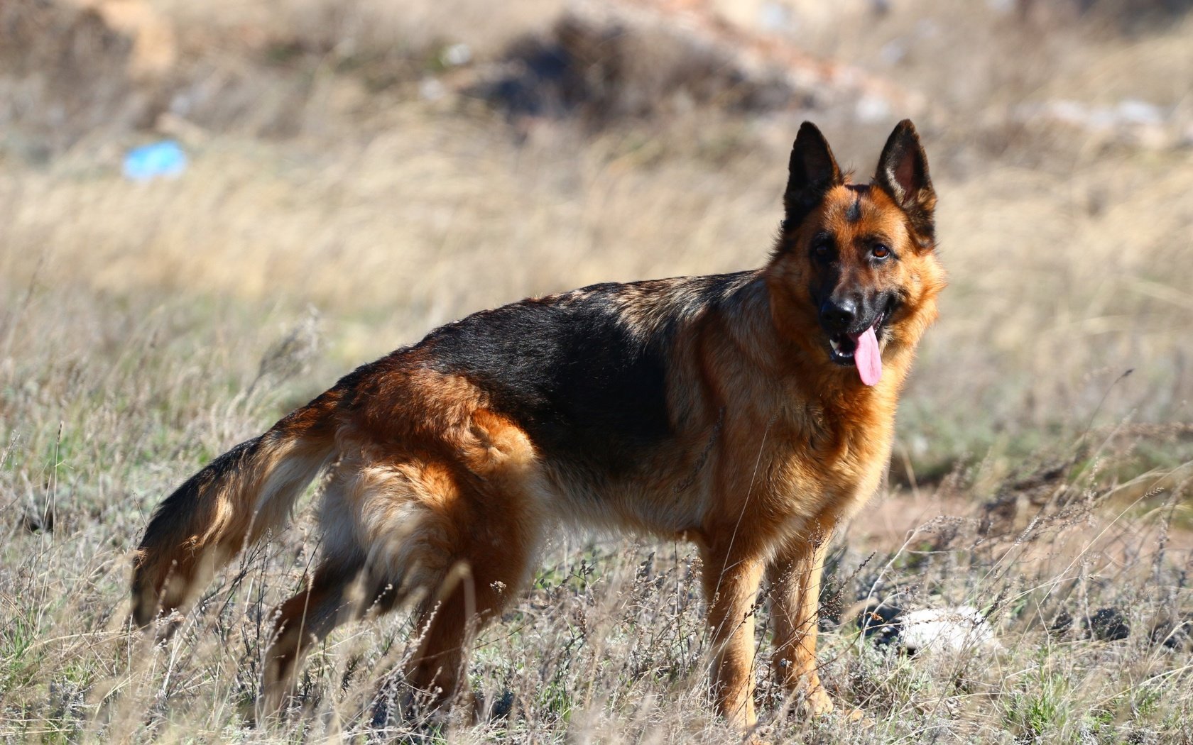 Обои собака, язык, степь, немецкая овчарка, dog, language, the steppe, german shepherd разрешение 1920x1280 Загрузить