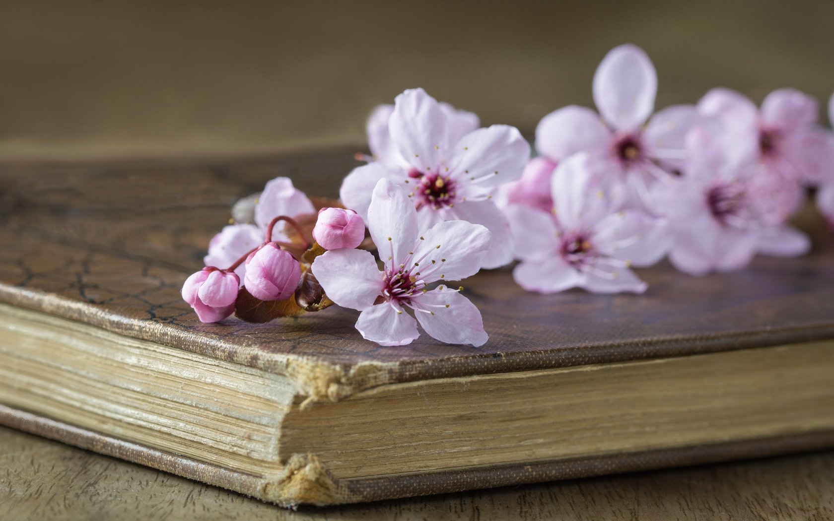 Обои стиль, вишня, книга, цветки, style, cherry, book, flowers разрешение 5493x3652 Загрузить