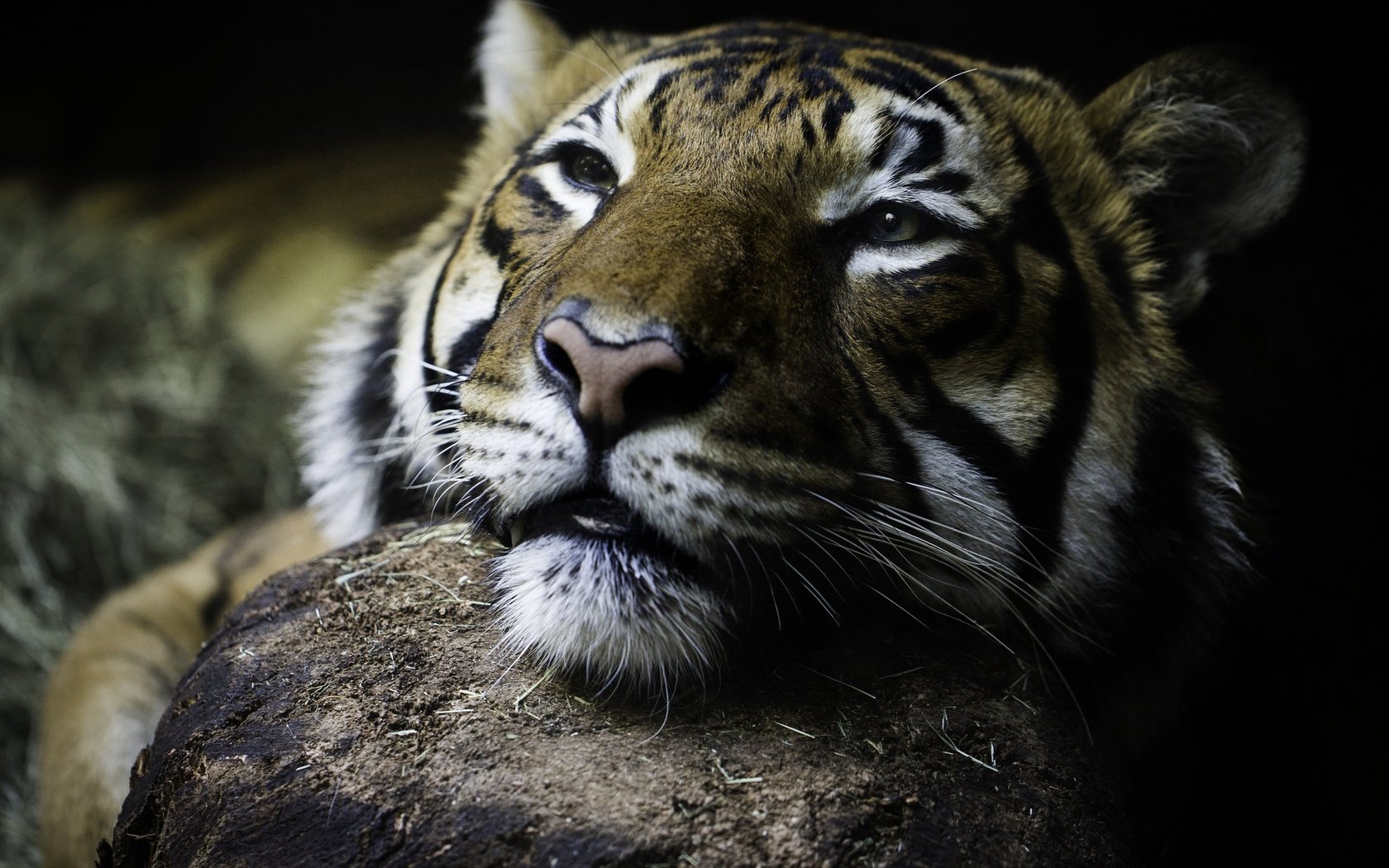 Обои тигр, глаза, морда, взгляд, дикая кошка, tiger, eyes, face, look, wild cat разрешение 2048x1463 Загрузить
